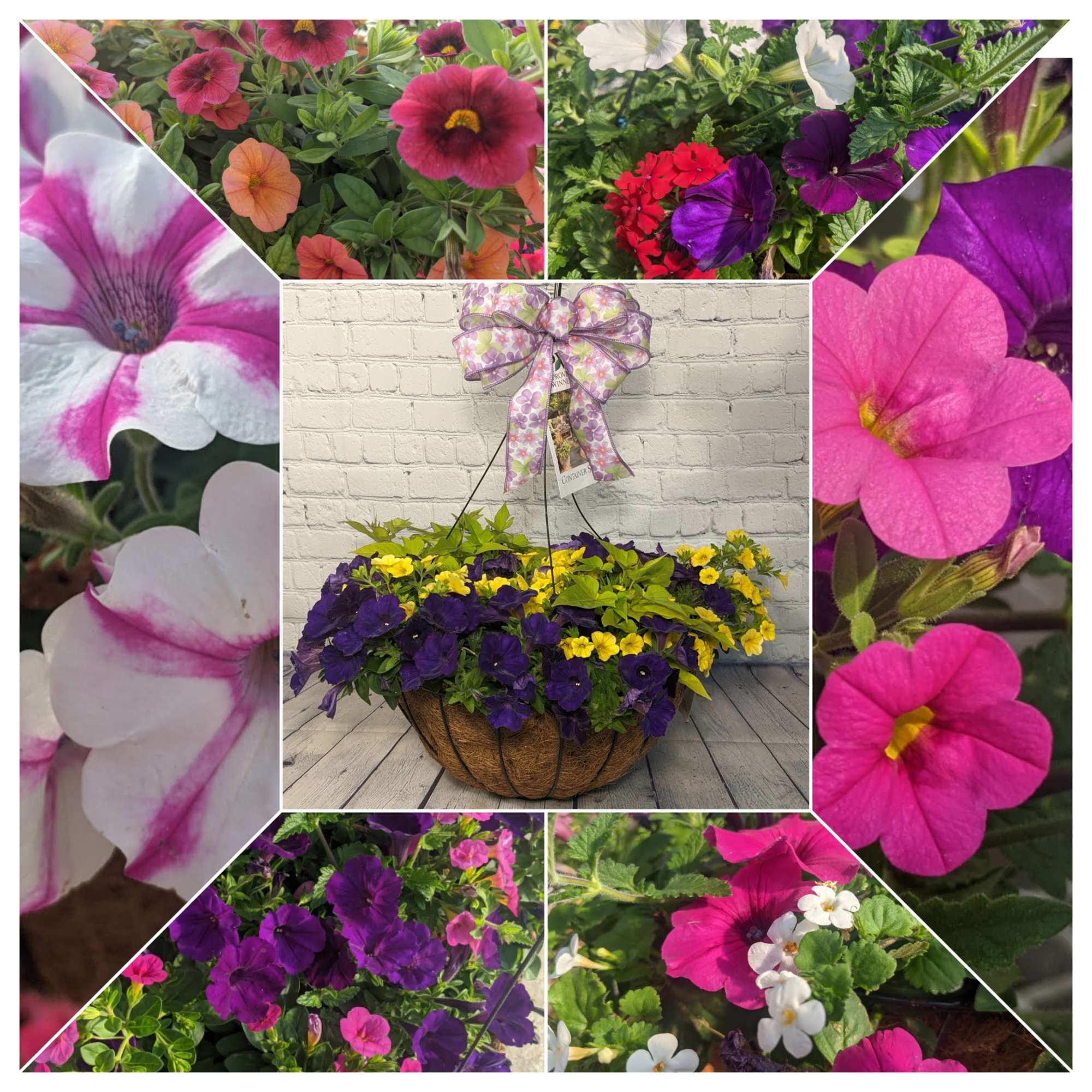 Our premium combo moss hanging baskets are filled with petunias, sweet potato