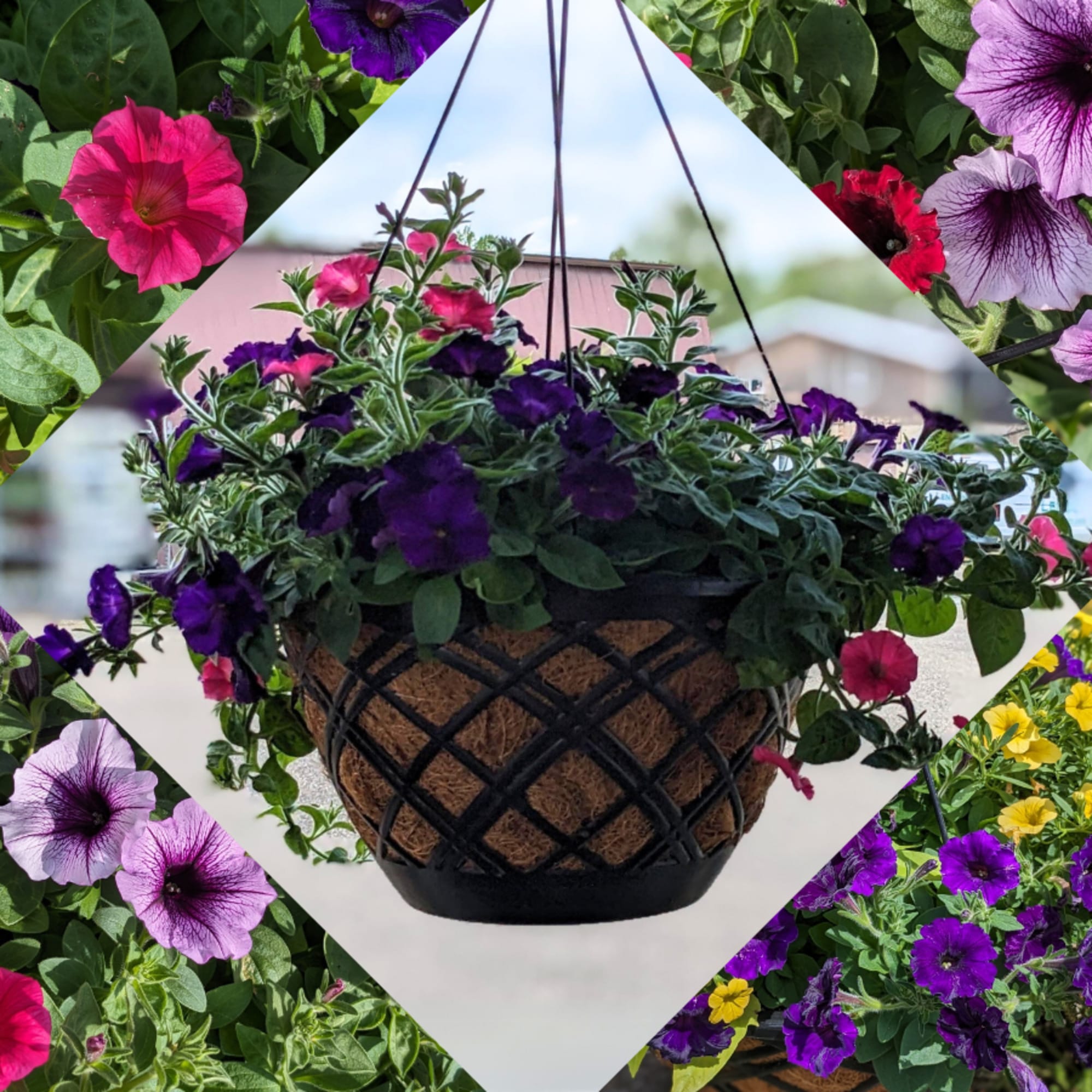 Our premium combo moss hanging baskets are filled with petunias, sweet potato