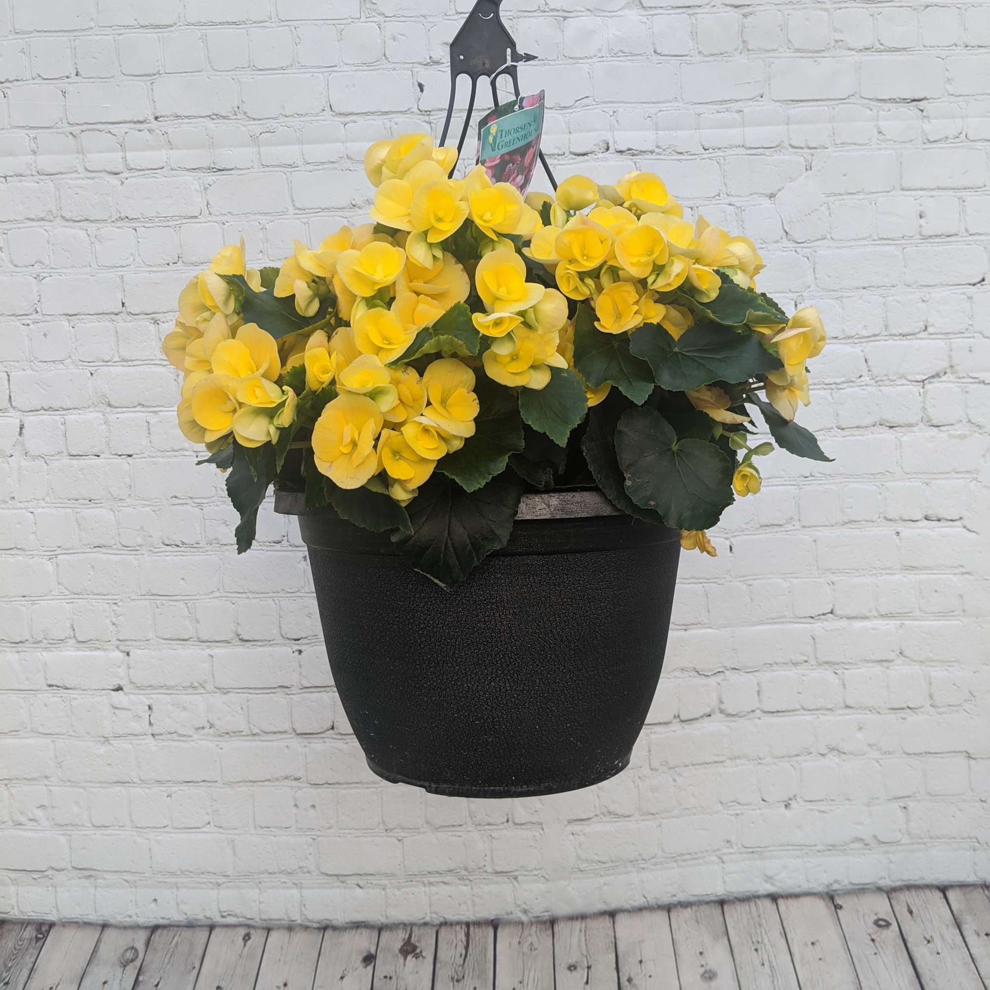 Celebrate Mom this year and grace her porch with a beautiful hanging