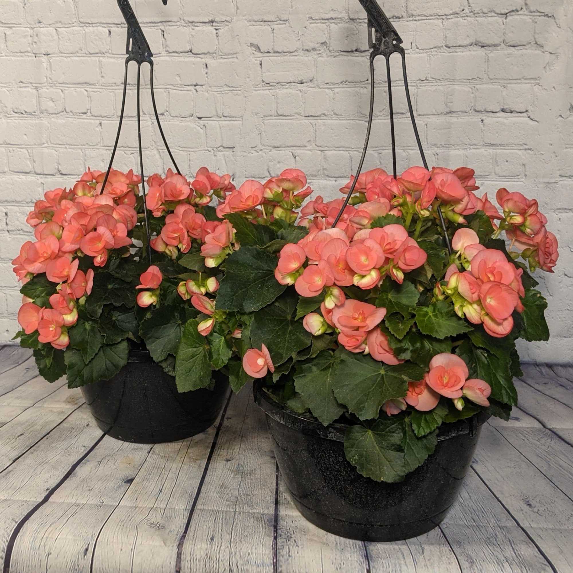 Celebrate Mom this year and grace her porch with a beautiful hanging