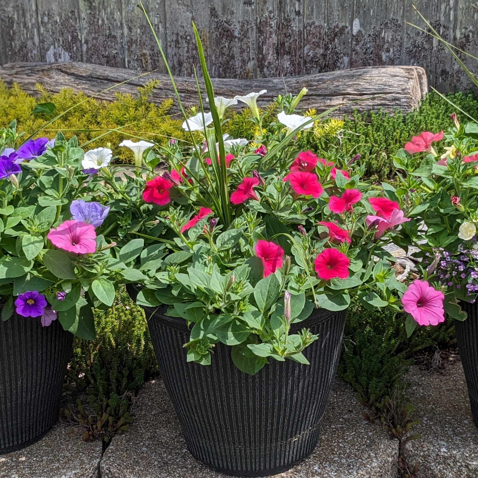 Three black planters filled with colorful flowering plants outdoors