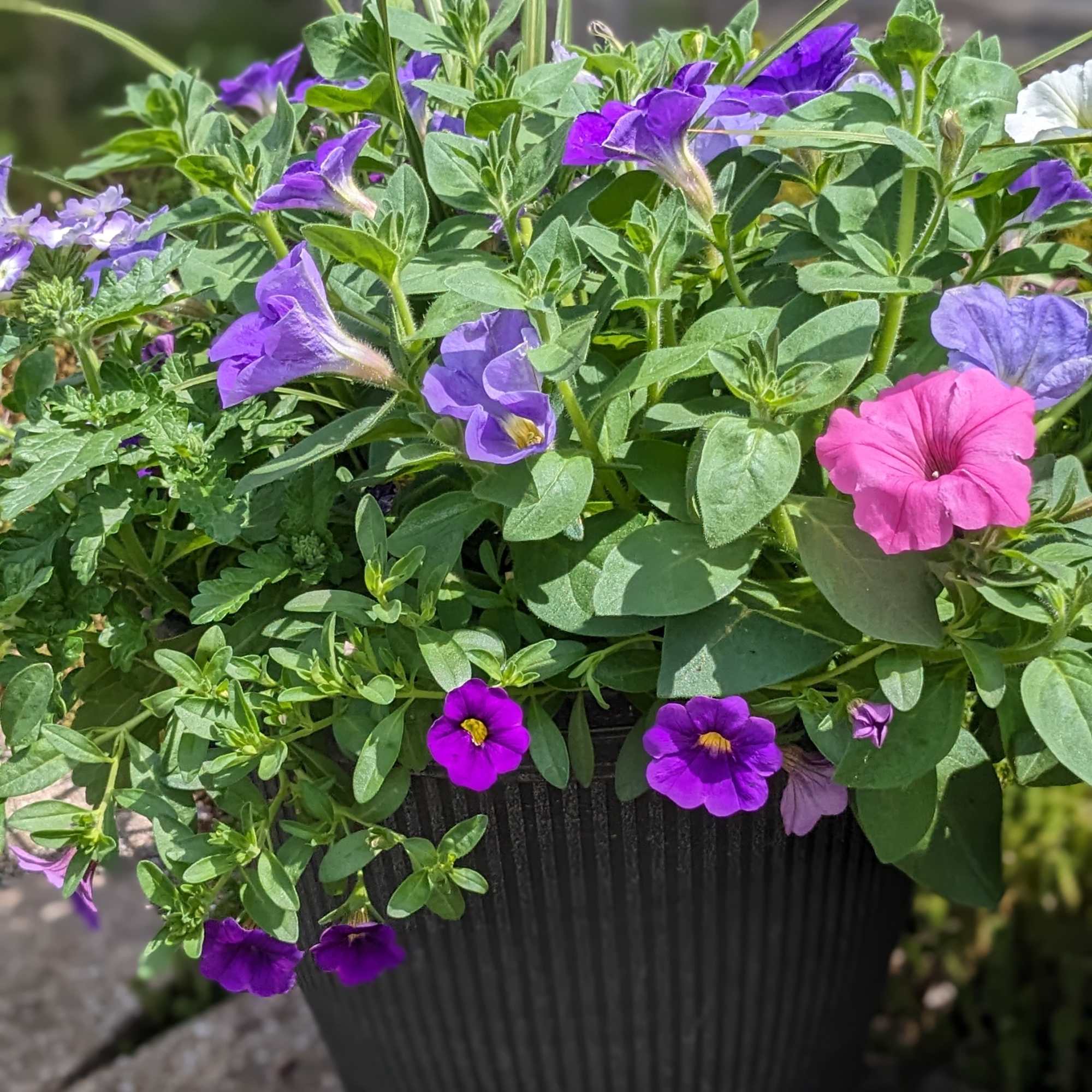 Purple and pink petunias in a black ribbed pot