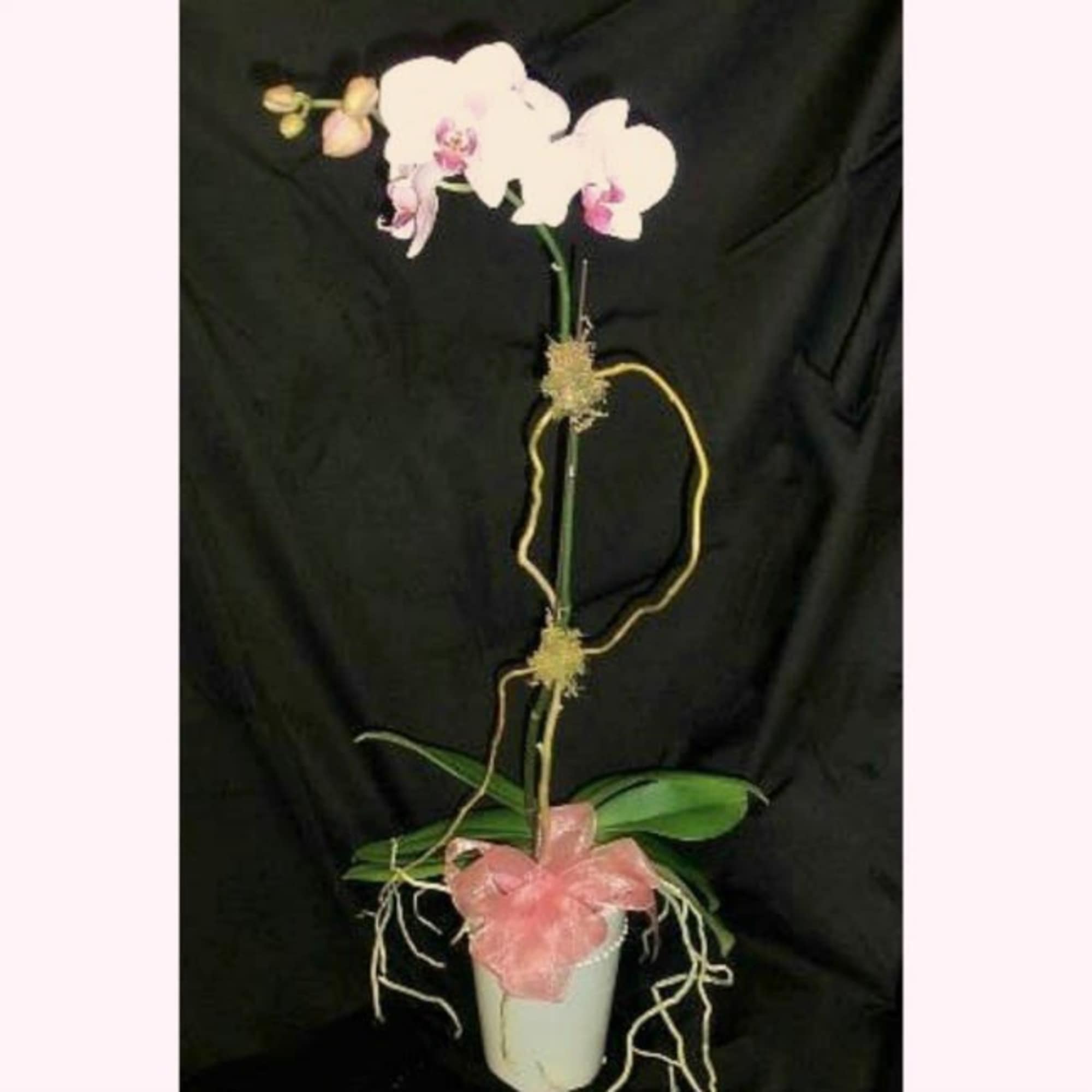 Orchid plant(s) in a contemporary container with curly willow and moss accents