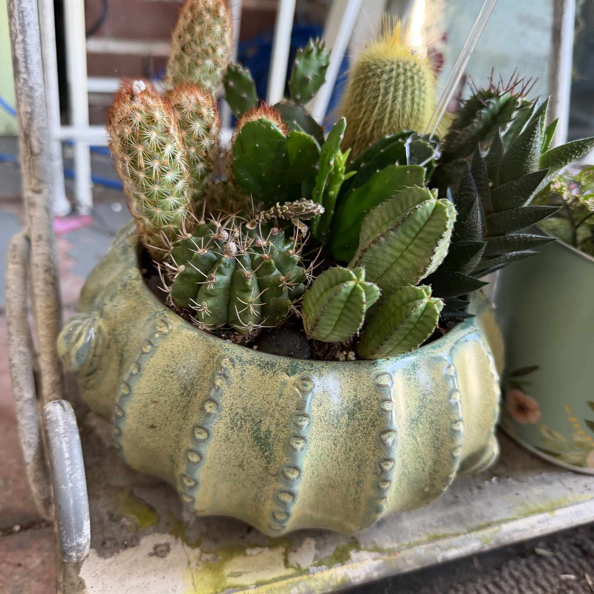 Bring the desert home with a spikey cactus garden!  Easy to