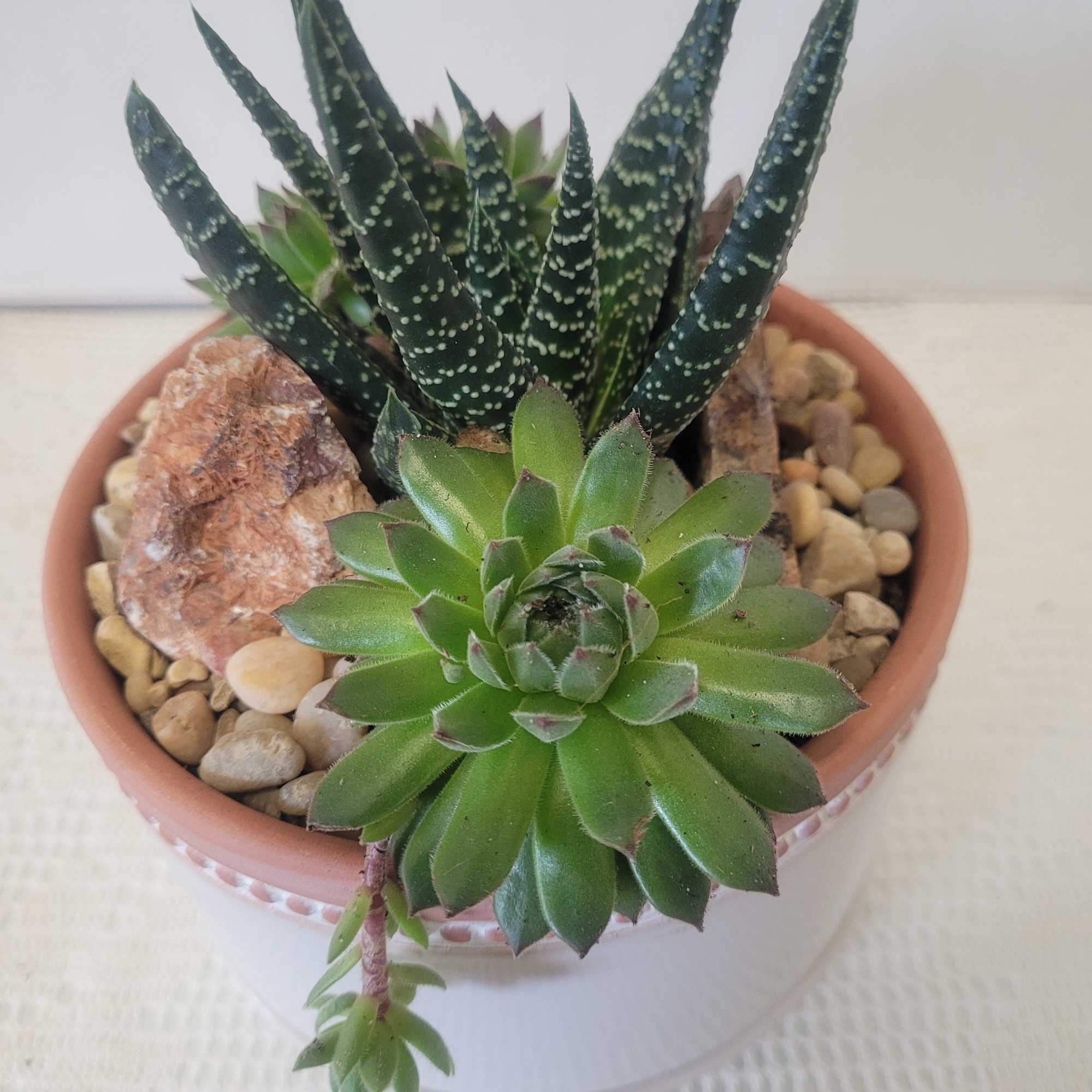 A terracotta container with saucer features a desertscape. Ideal for anyone and