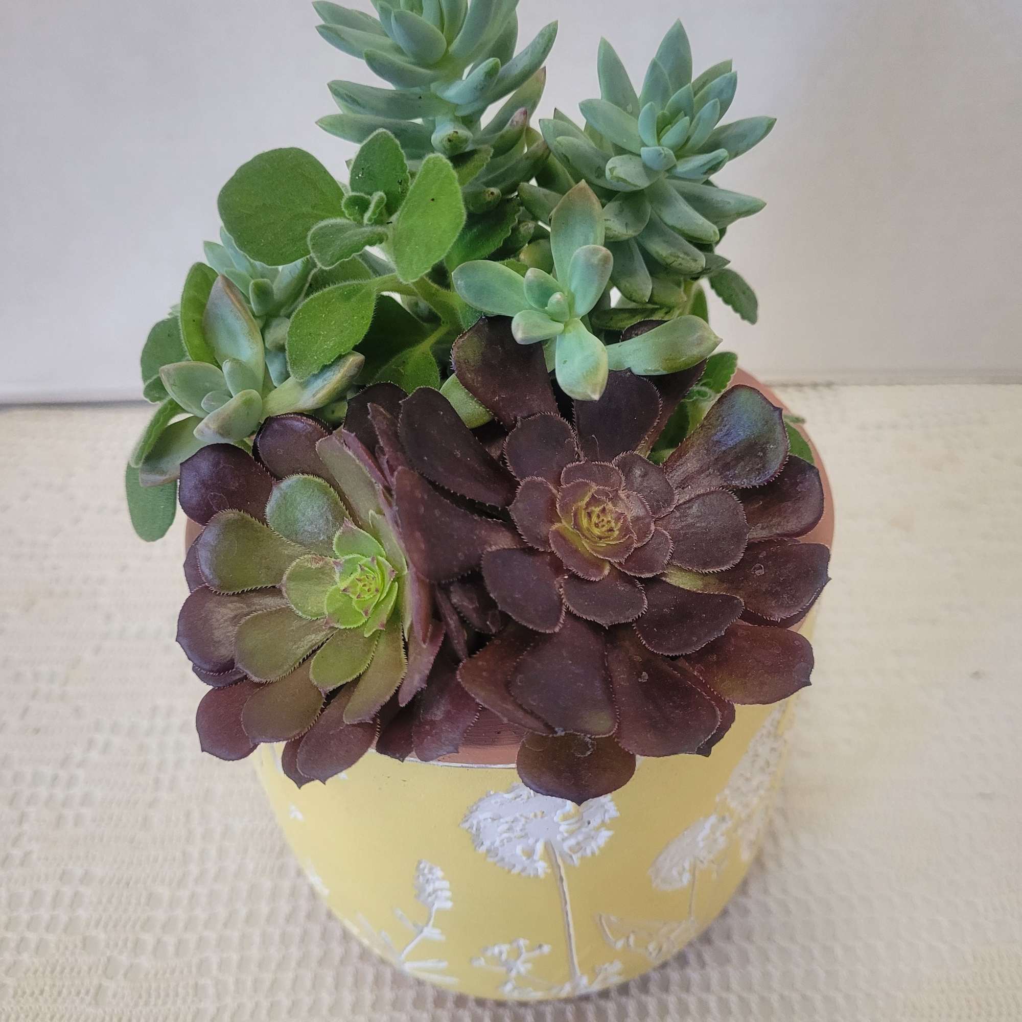 This is a pretty embossed flower motif container. Hardy succulents accents this