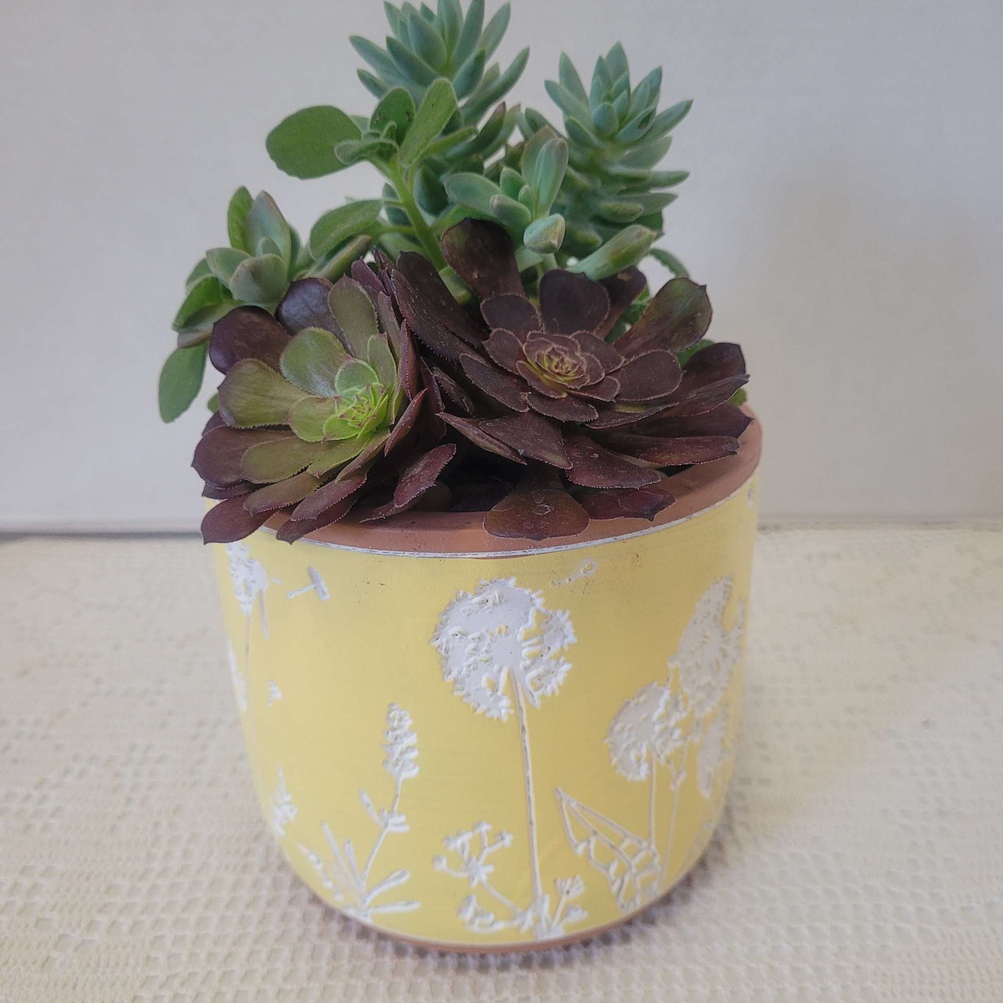 This is a pretty embossed flower motif container. Hardy succulents accents this