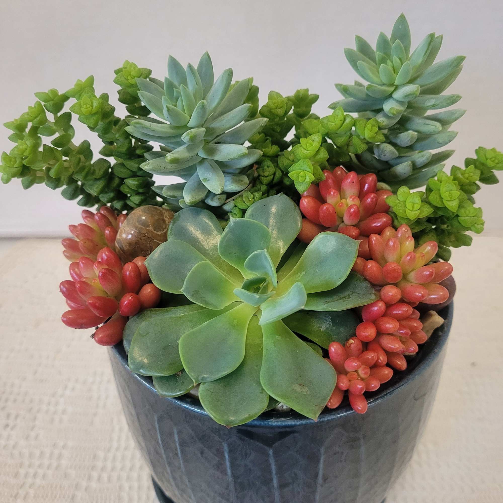 A ceramic container with a connected saucer planted with easy to care