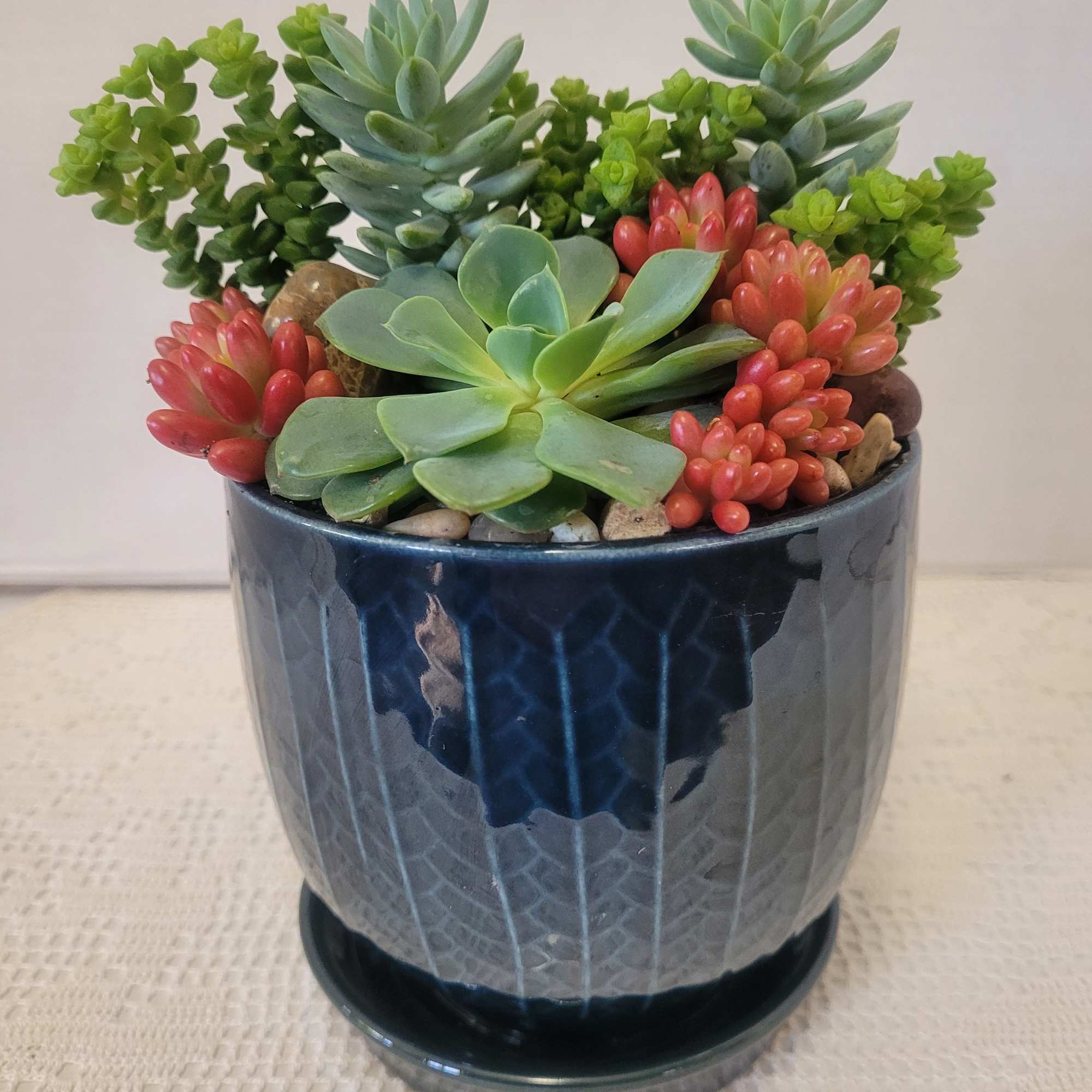 A ceramic container with a connected saucer planted with easy to care