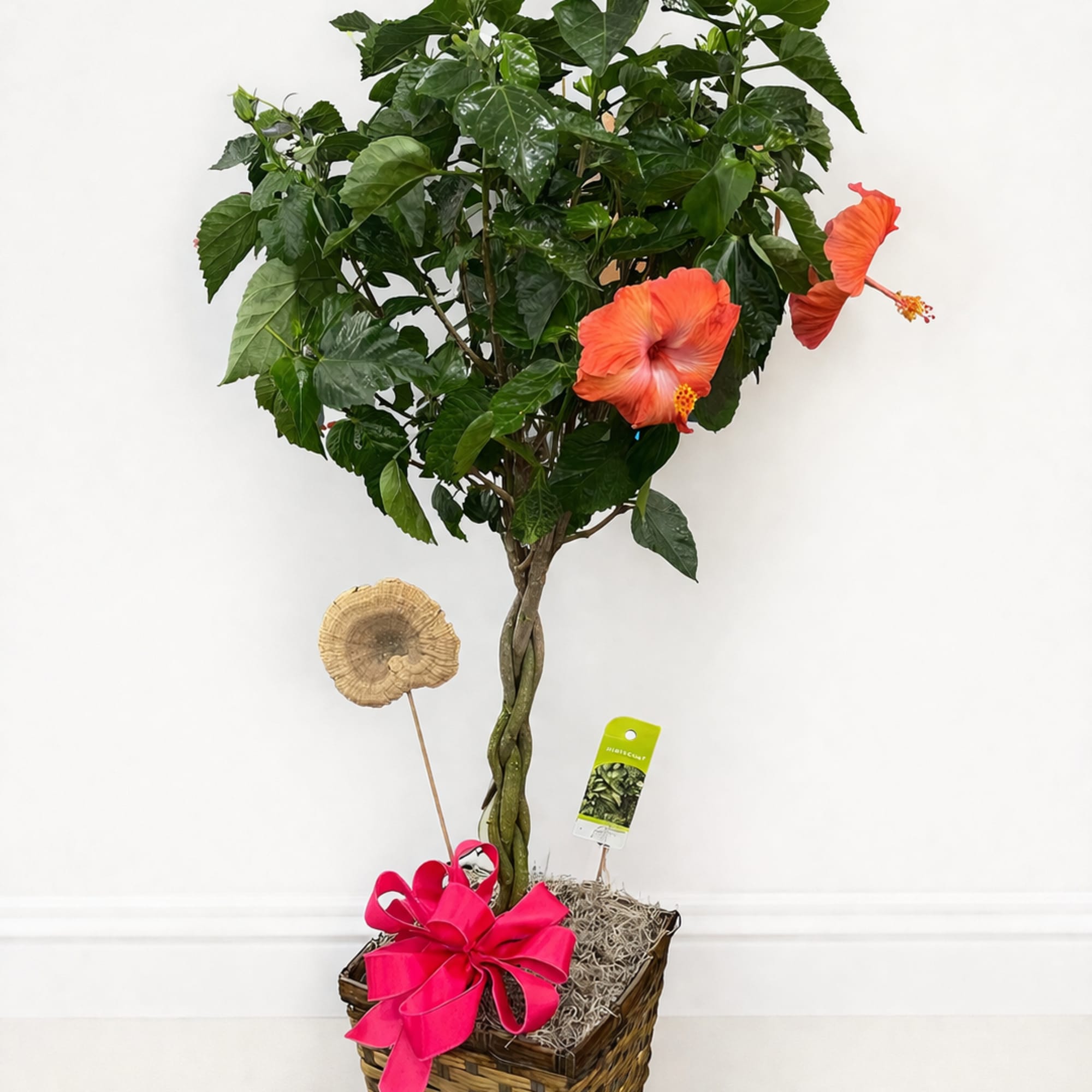 A vibrant and eye-catching Hibiscus Tree, known for its glossy green foliage
