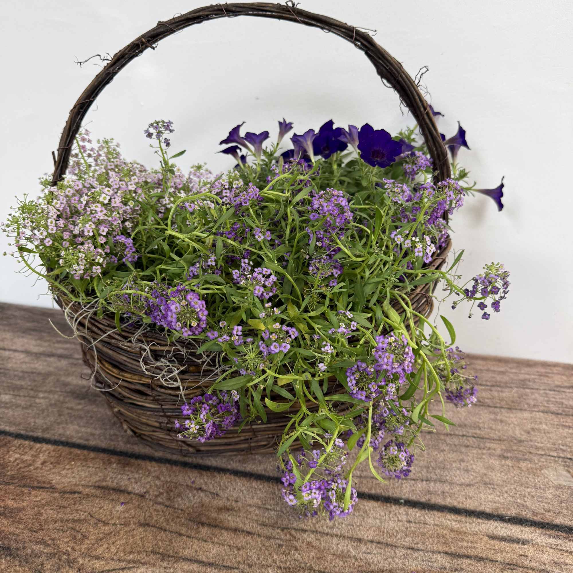 Grapevine basket holds a collection of mixed annual plants. They can later