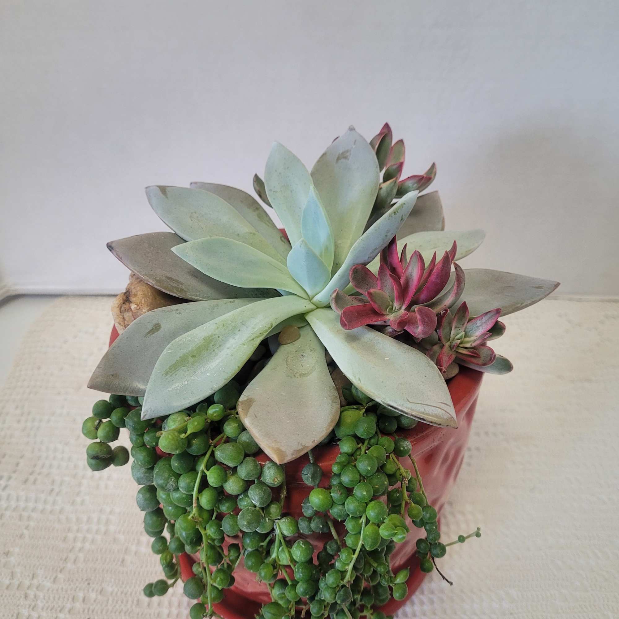 A red container with an attached saucer is planted with hardy succulents.
