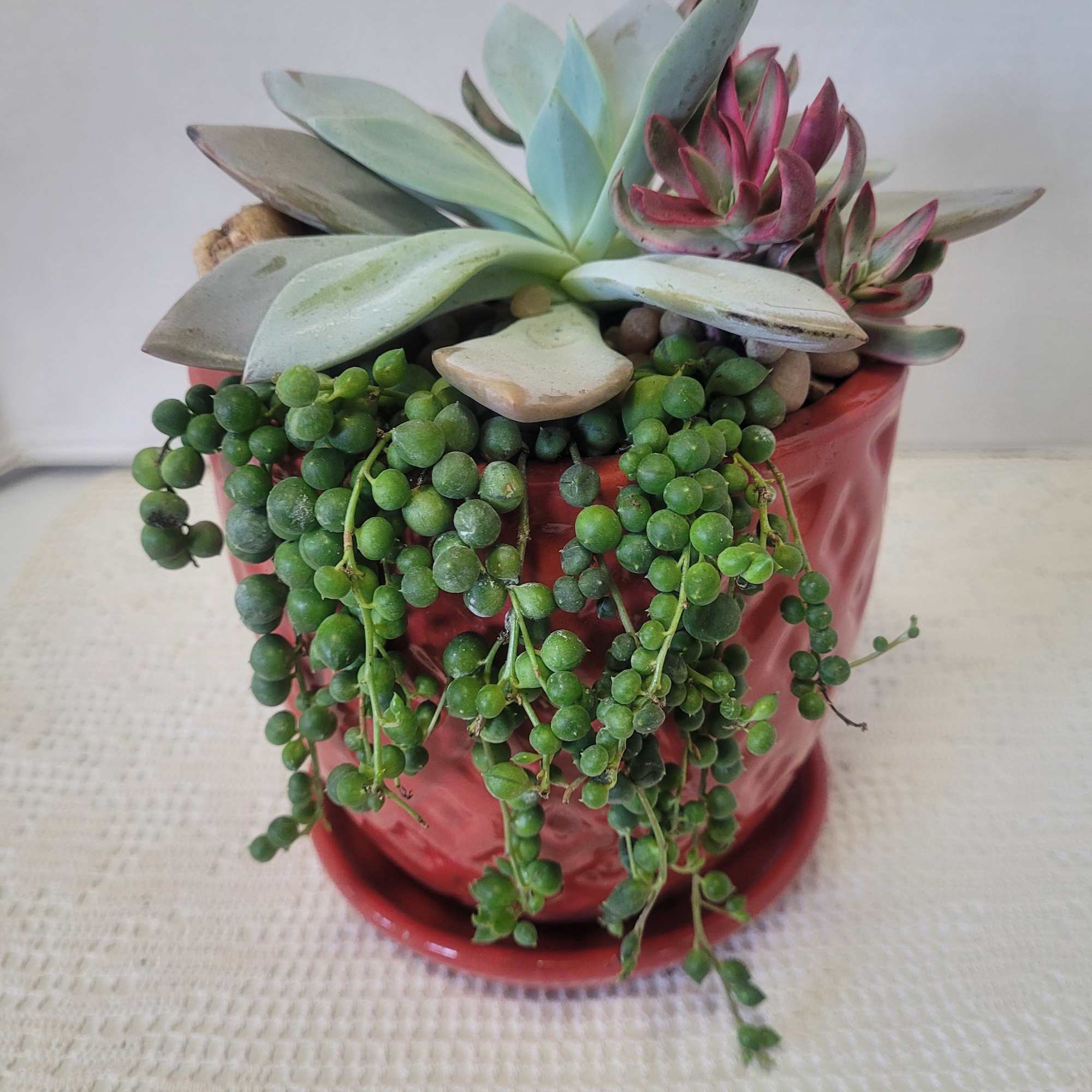 A red container with an attached saucer is planted with hardy succulents.