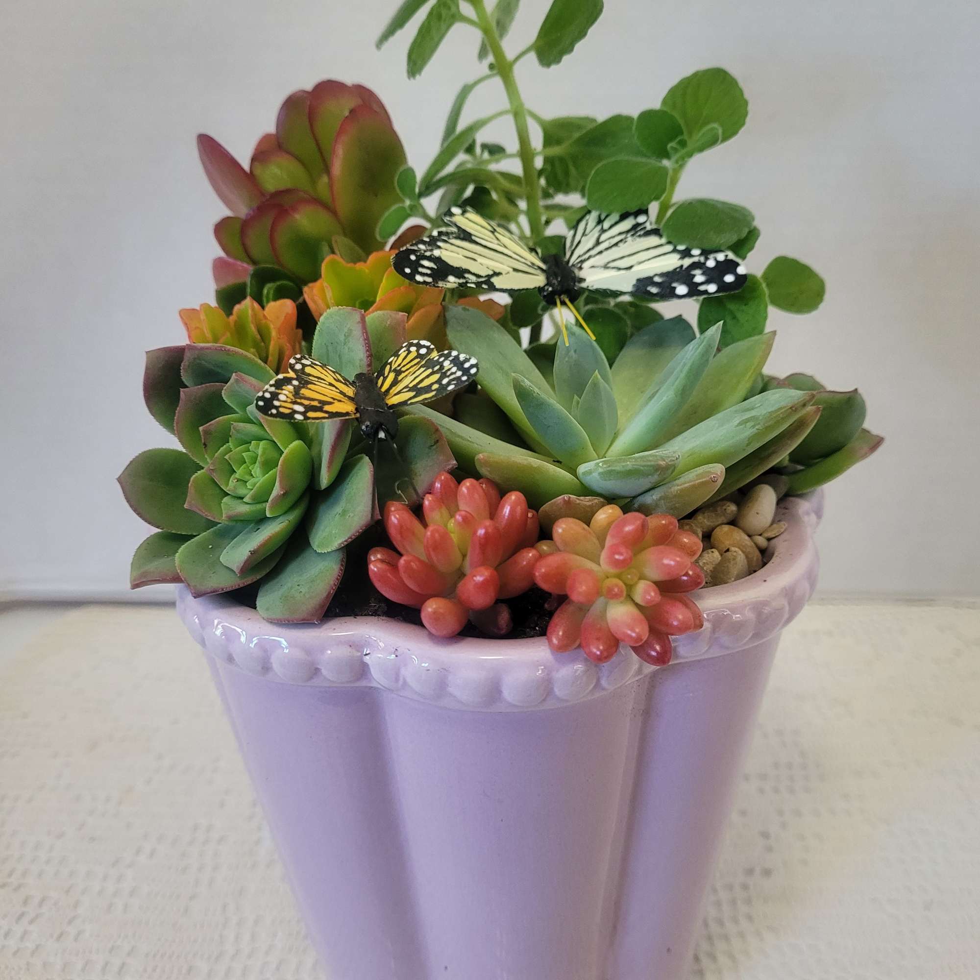 A soft lavender container packed with succulents. Very easy to care for