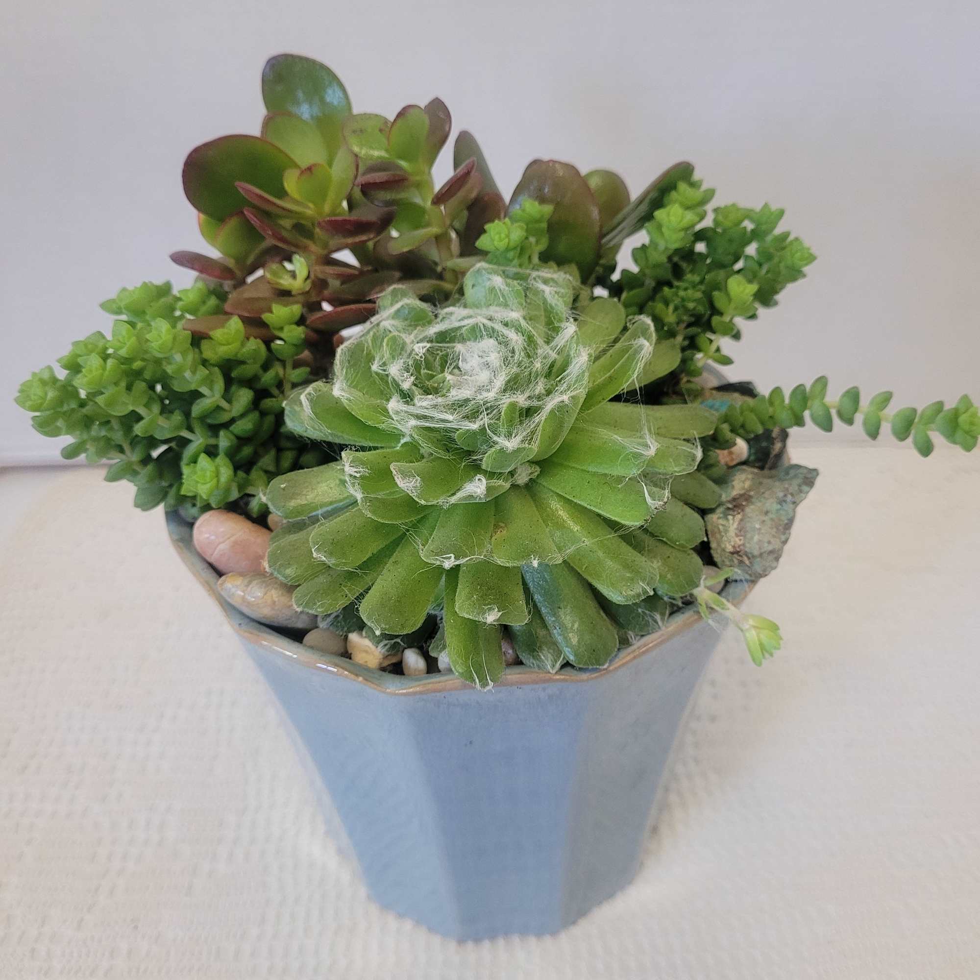 Pretty blue container stuffed with a variety of hardy succulents. Best on