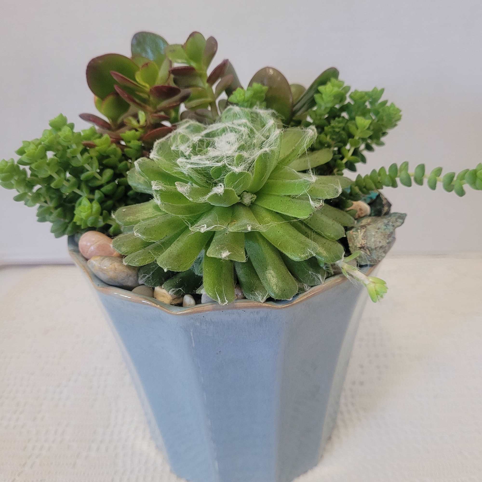 Pretty blue container stuffed with a variety of hardy succulents. Best on