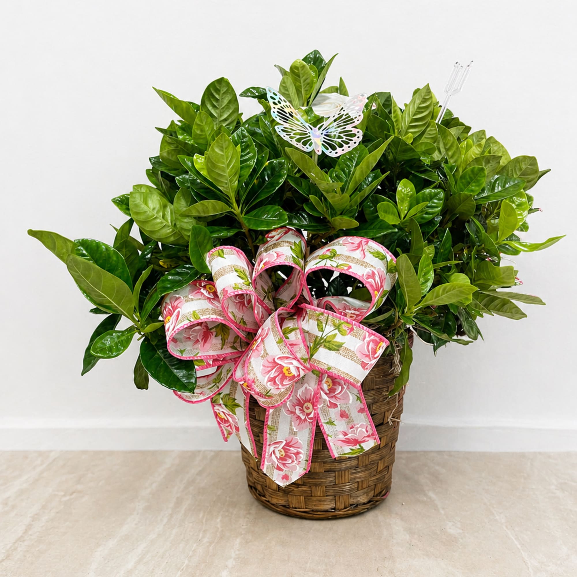 A lush and elegant Gardenia Bush, known for its rich green foliage