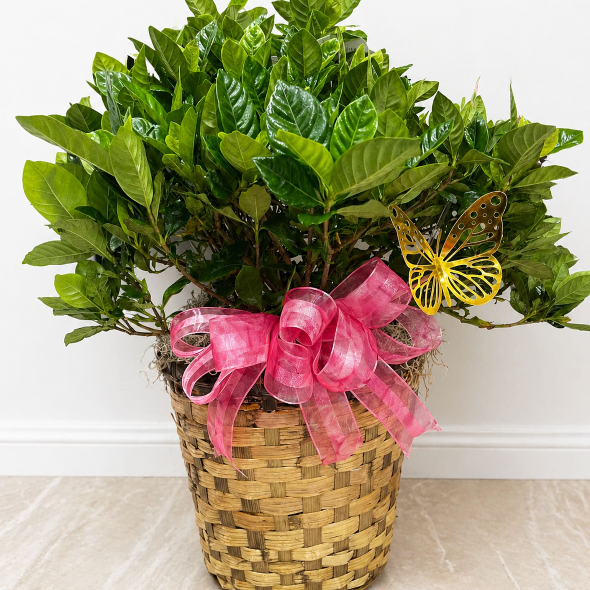 A lush and elegant Gardenia Bush, known for its rich green foliage