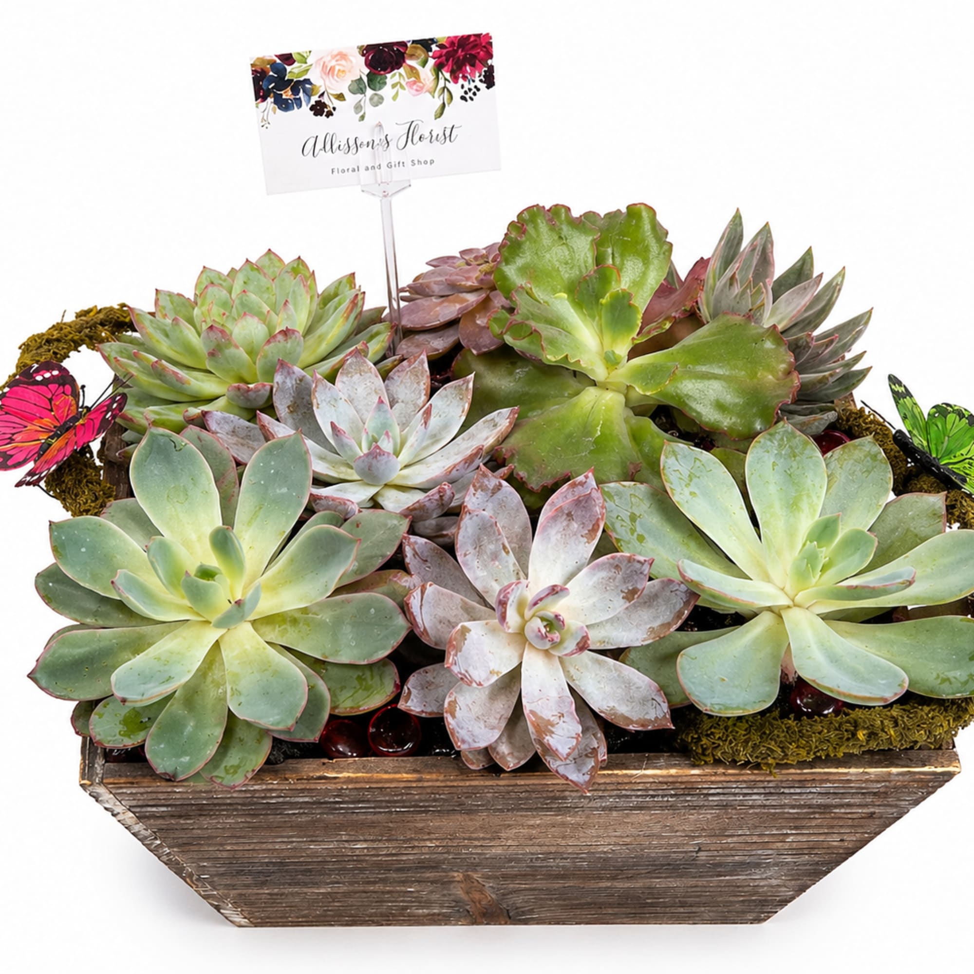 A beautifully arranged succulent garden featuring a variety of lush, rosette-style succulents