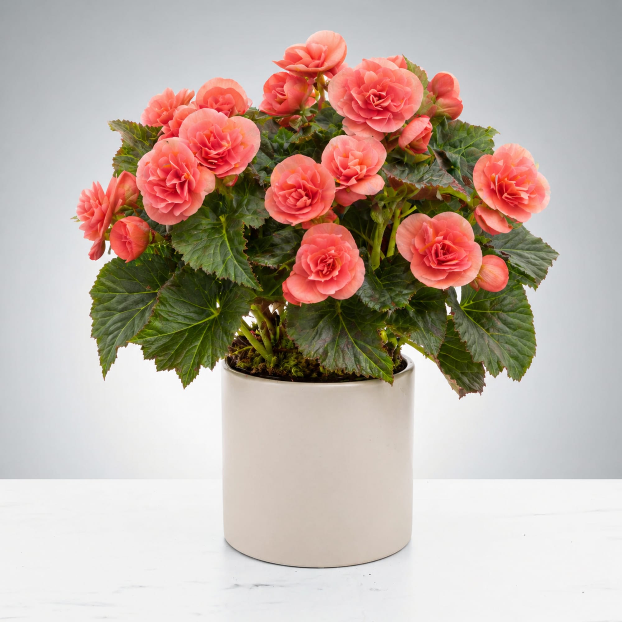 A lush cluster of coral-pink and soft white begonia blooms perched above
