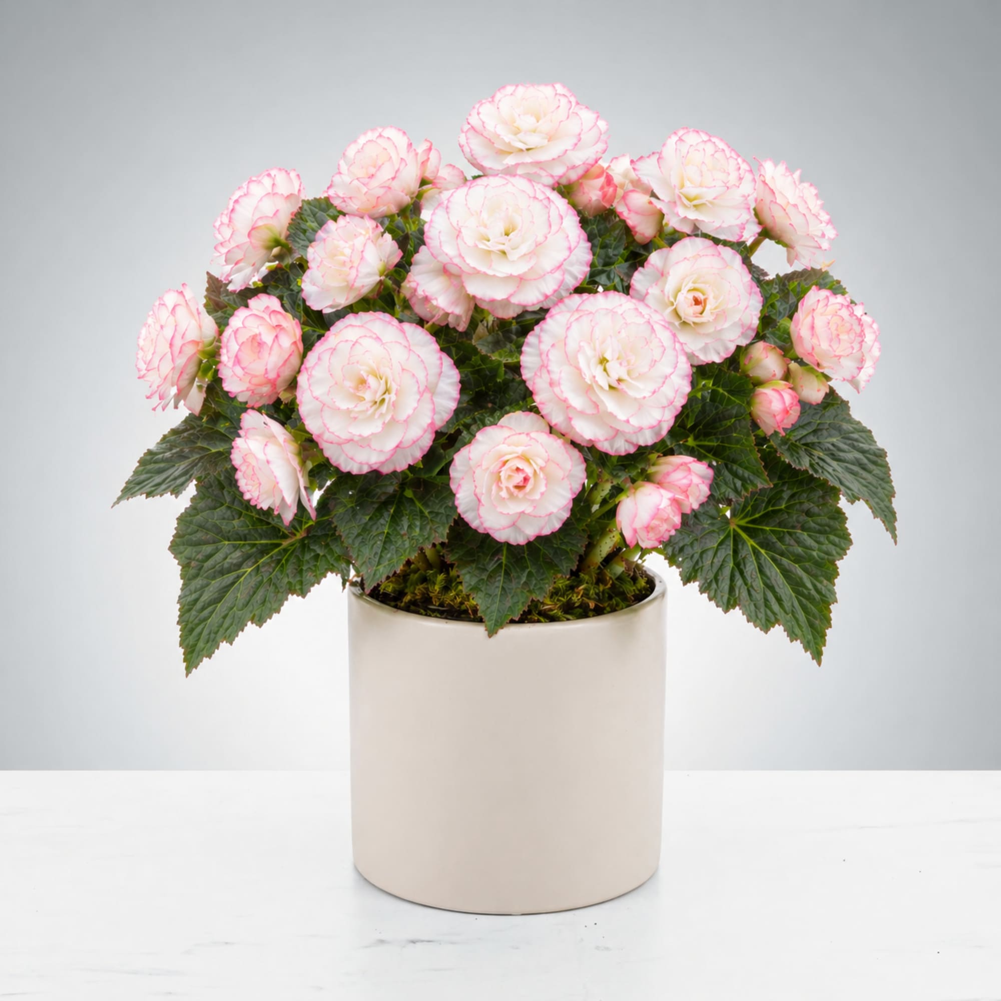 A lush cluster of coral-pink and soft white begonia blooms perched above