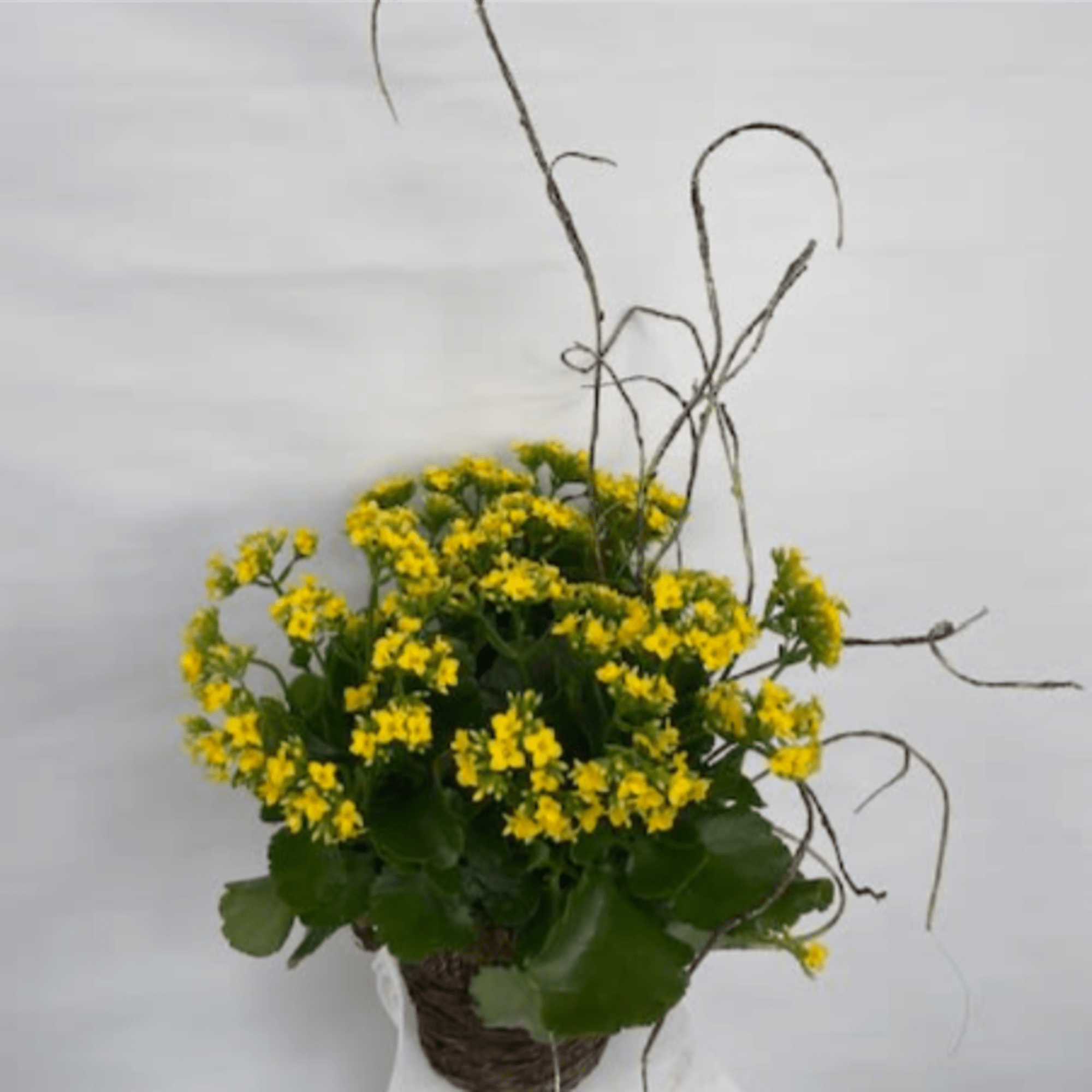 A classic Kalanchoe plant, beautifully adorned with curly vine for enhancement, and