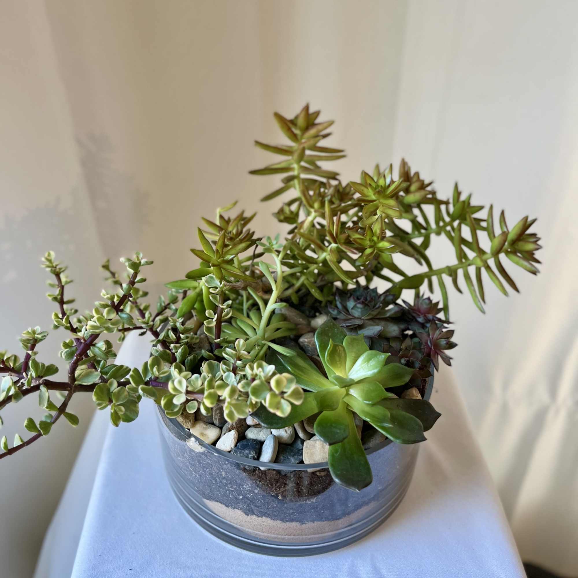 Potted succulent arrangement in a glass bowl with decorative stones