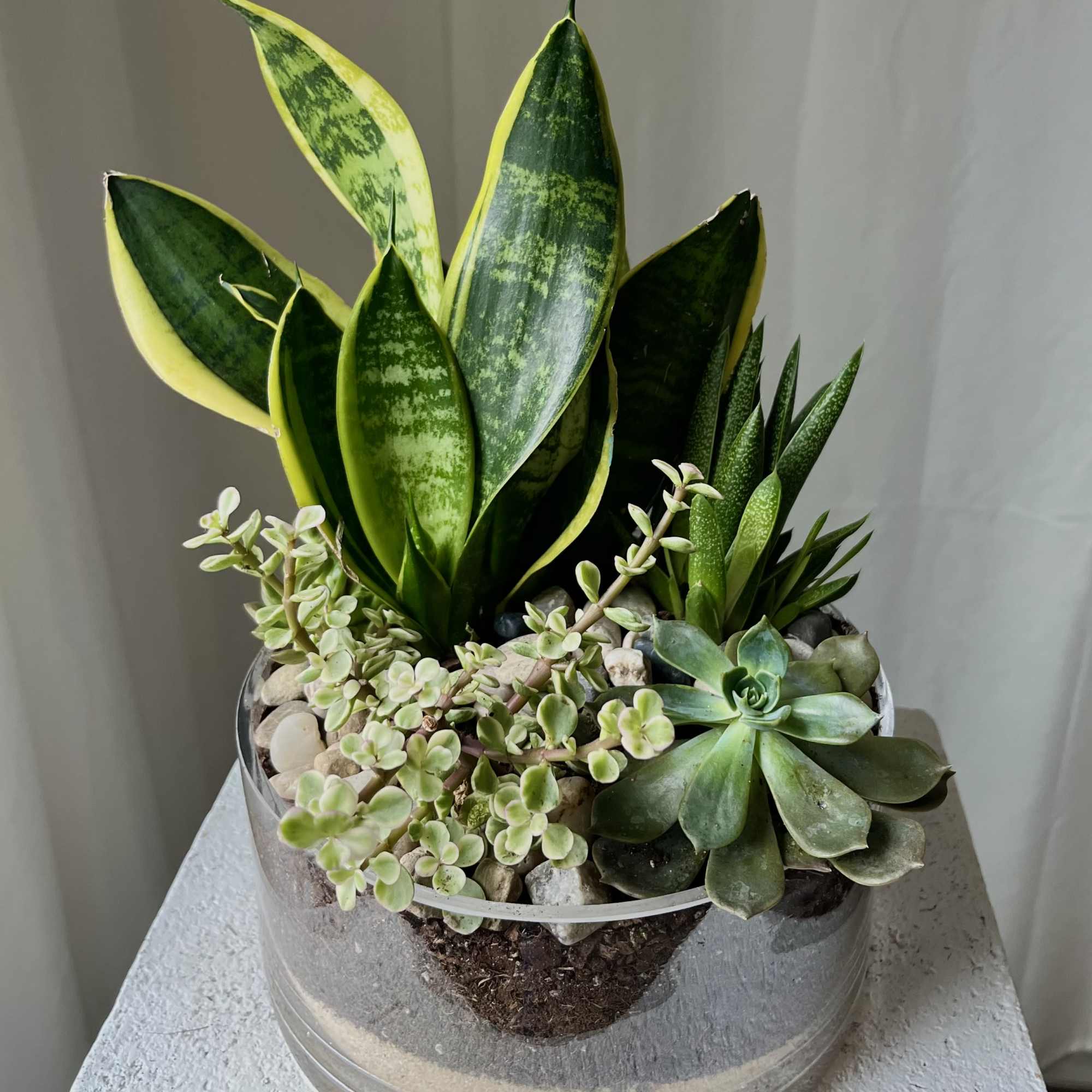 Succulent arrangement in a clear round glass bowl