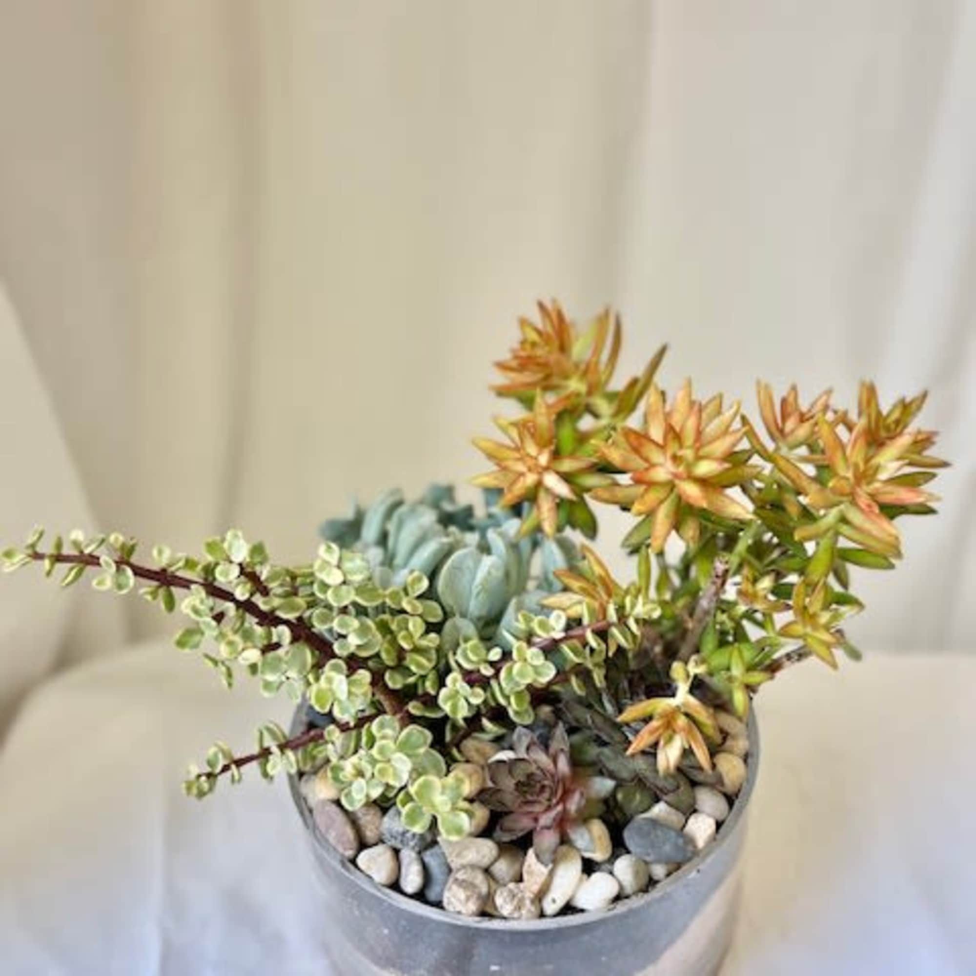 Succulent arrangement in a clear round pot with decorative stones