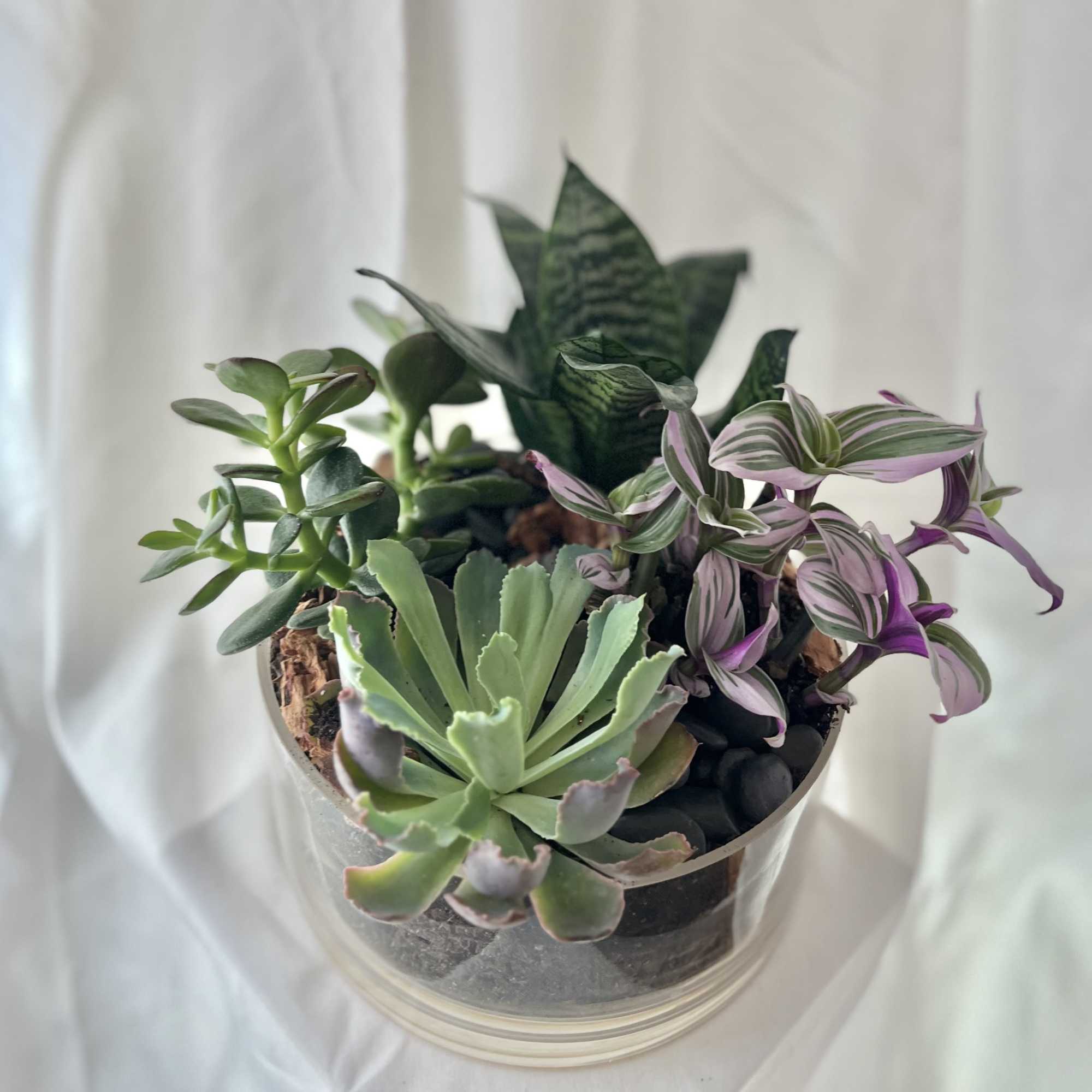 Mixed succulent plants in a clear round container
