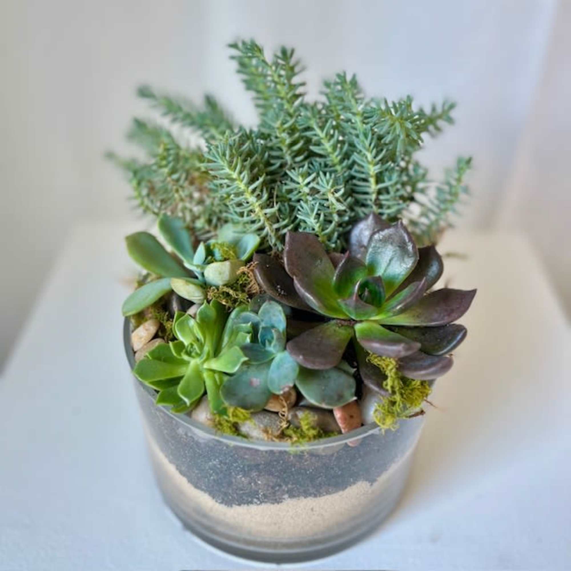This Succulent Garden is for the plant lover in your life. Using