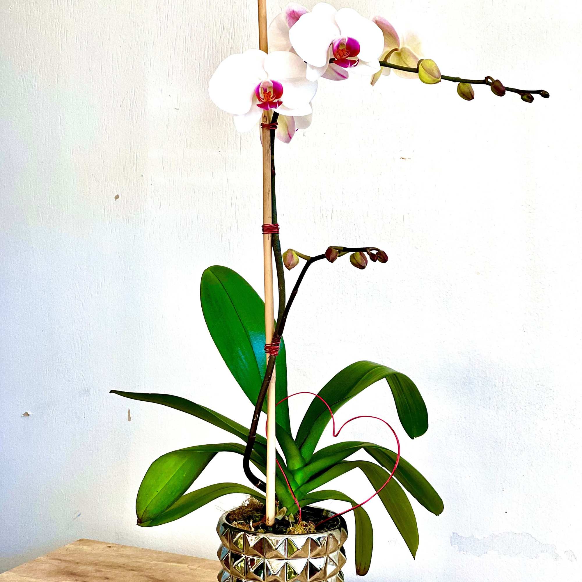 White orchid plant in a gold textured pot with a heart-shaped wire accent