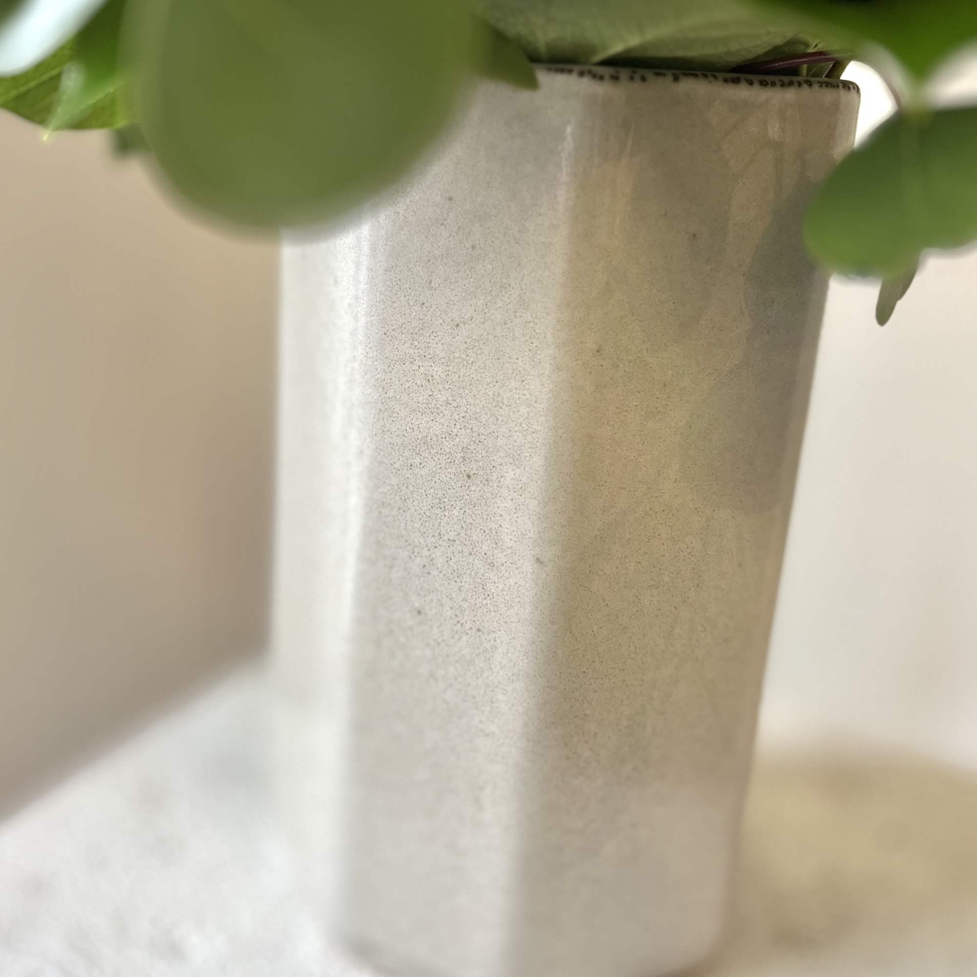 Green plant in a tall white ceramic vase