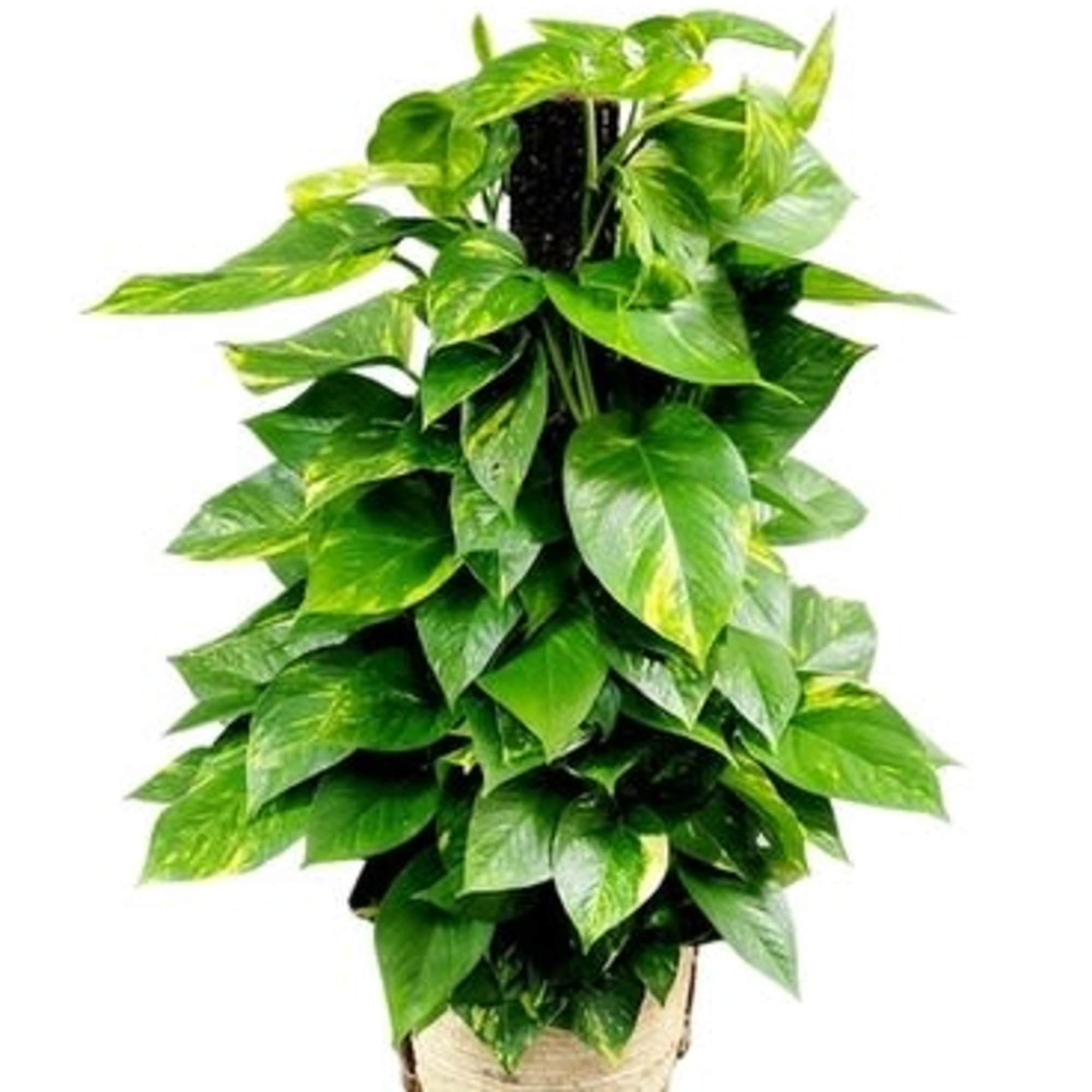 Lush pothos with trailing variegated leaves in a woven basket planter -