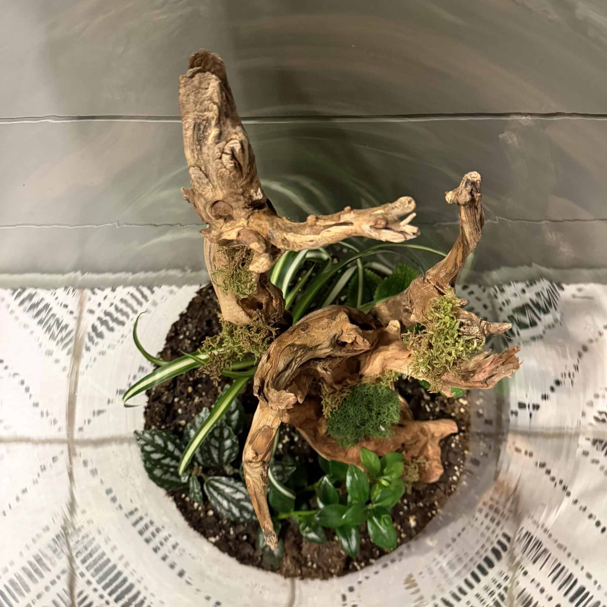 A striking sculptural plant display built around weathered driftwood brings a slice
