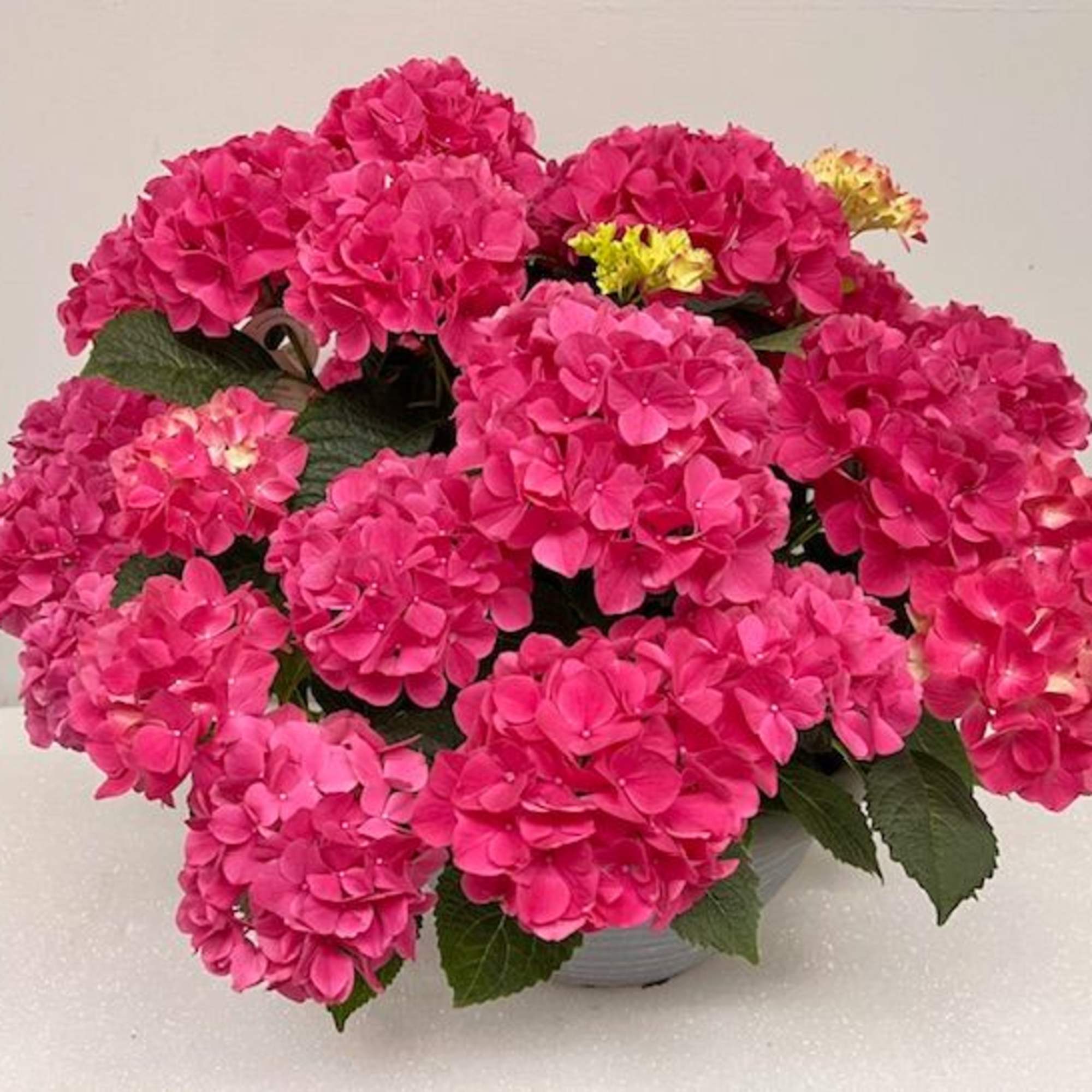A lush mound of bright pink hydrangeas fills a low ceramic bowl