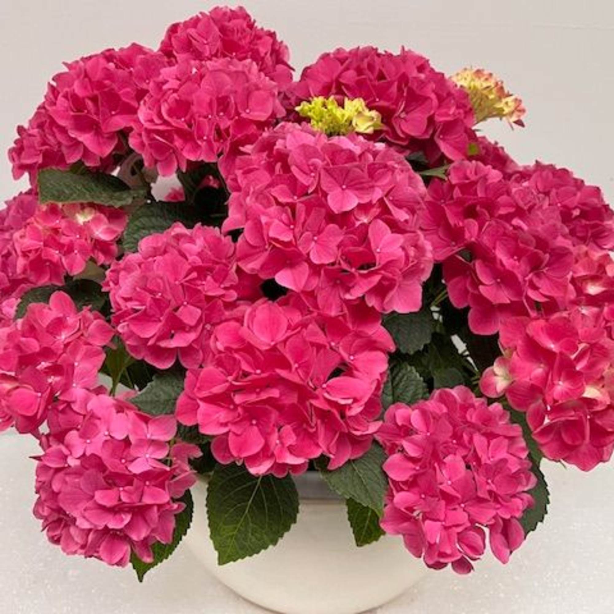 A lush mound of bright pink hydrangeas fills a low ceramic bowl