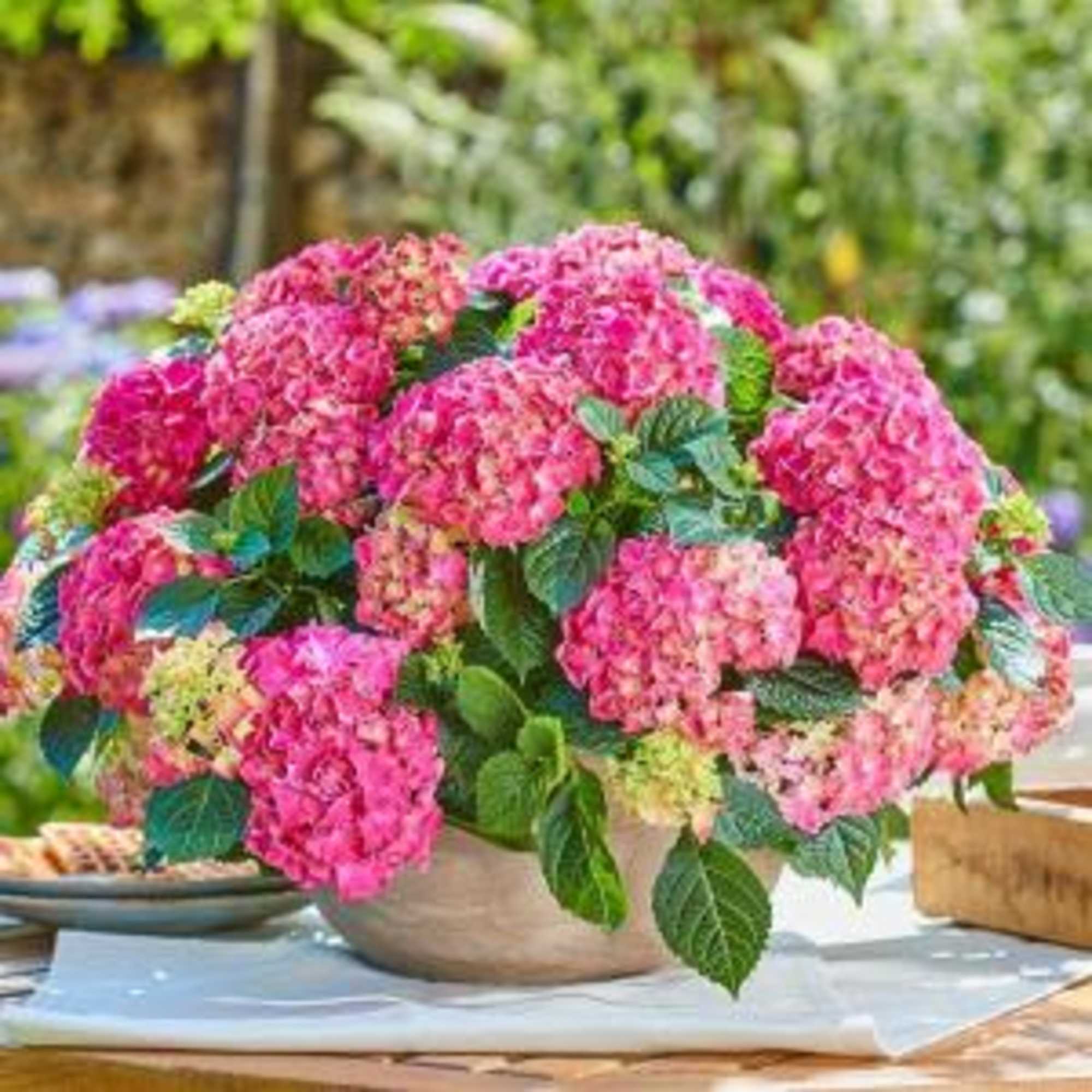 A lush mound of bright pink hydrangeas fills a low ceramic bowl