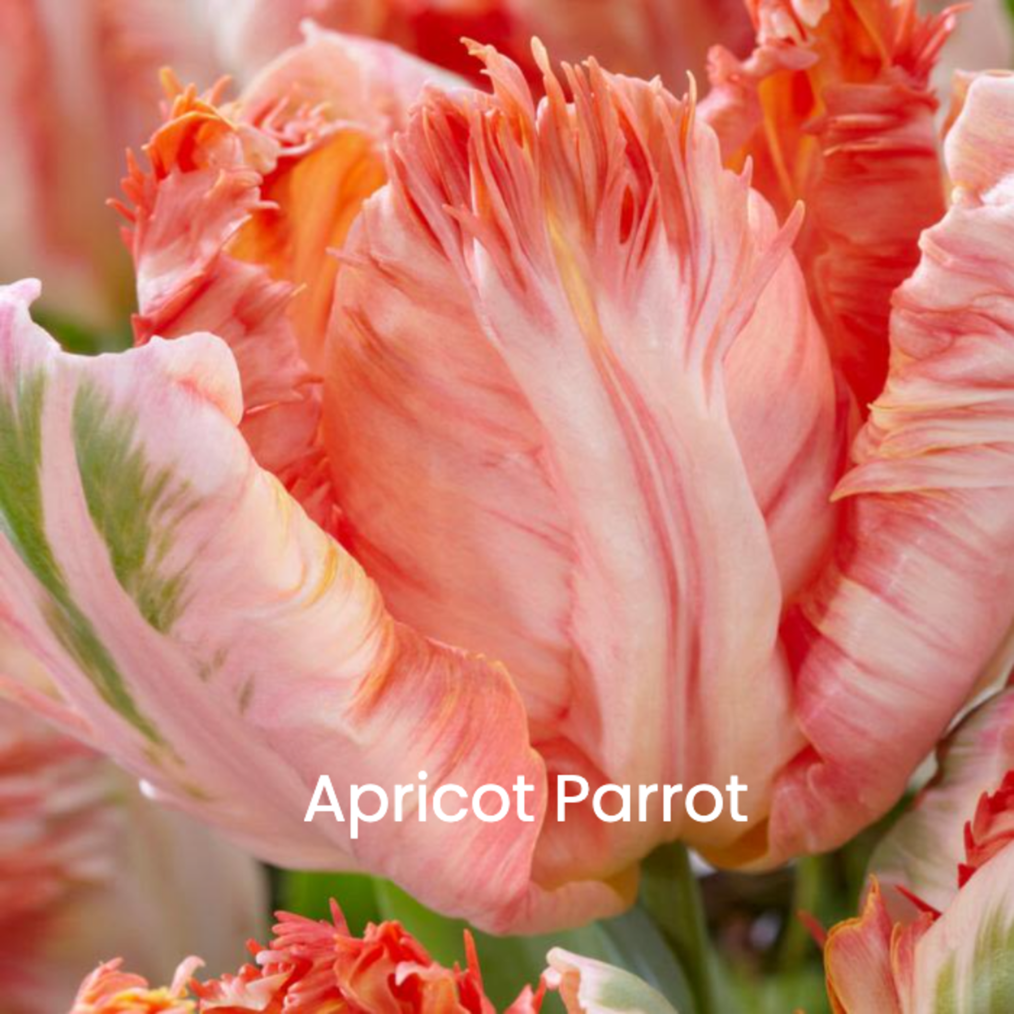 Close-up of ruffled apricot parrot tulips with peach, pink, and green streaked petals