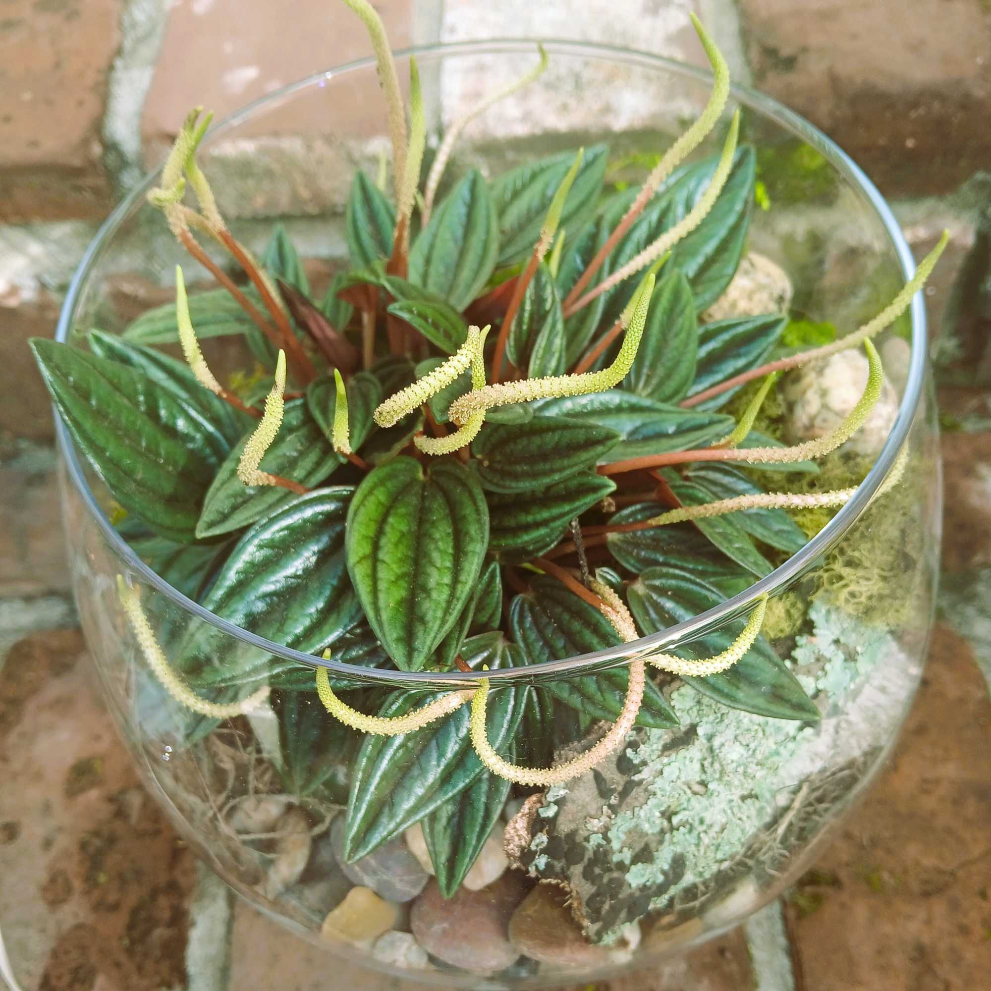A tiny slice of green calm, the Hobbiton Terrarium is a glass-encased