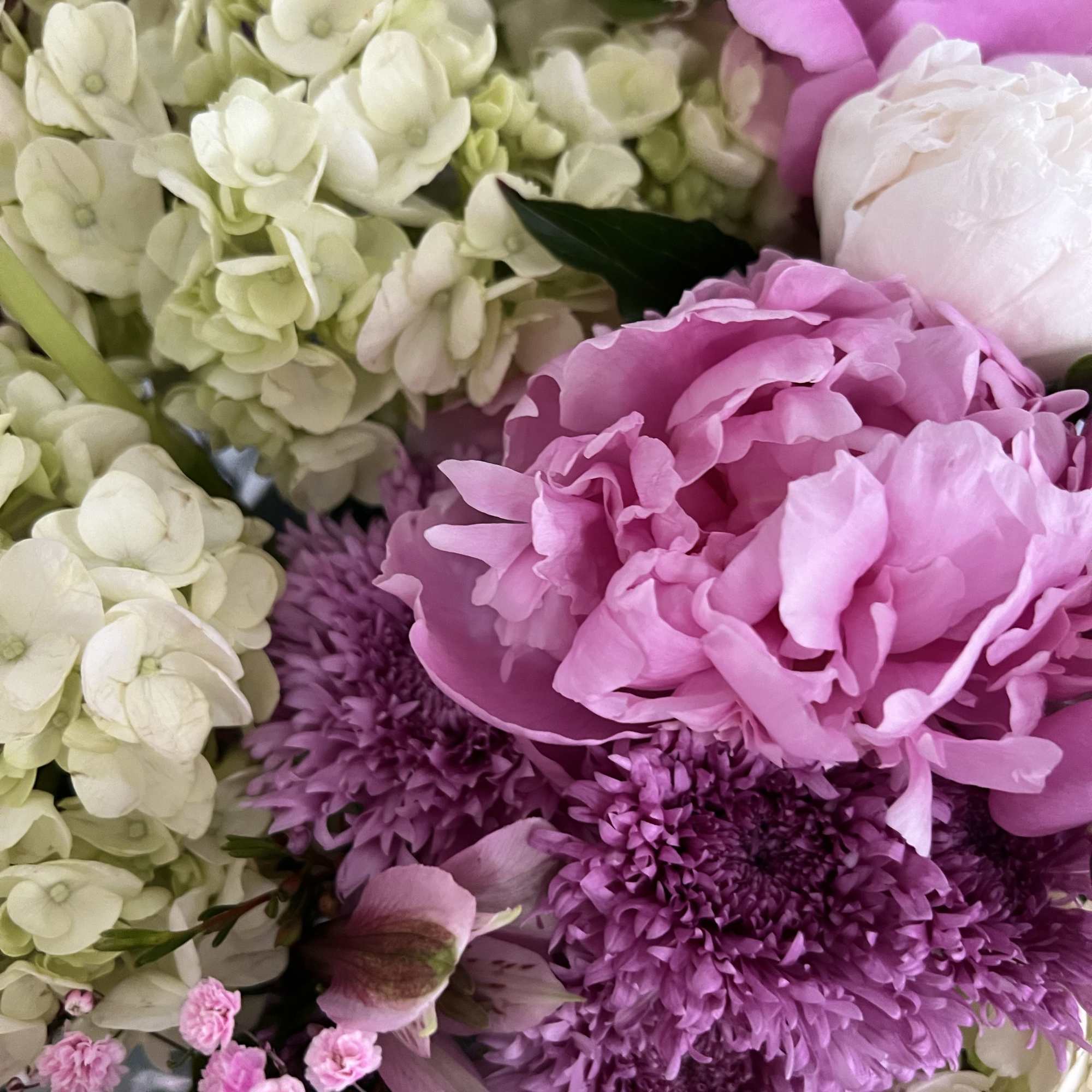Close-up of a mixed bouquet with pink peonies, purple mums, and ivory hydrangeas