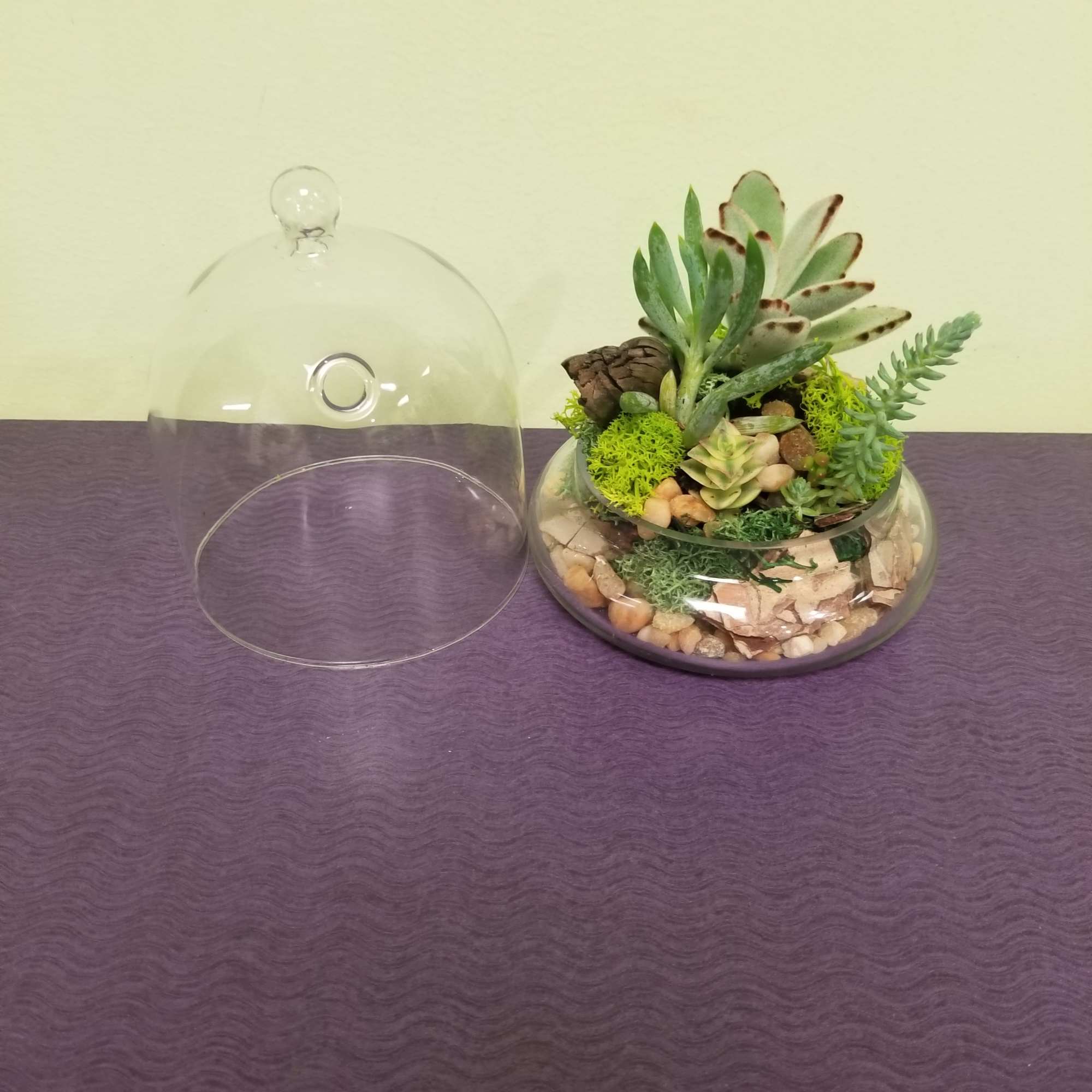 This unique terrarium is designed in a dome shaped terrarium container that