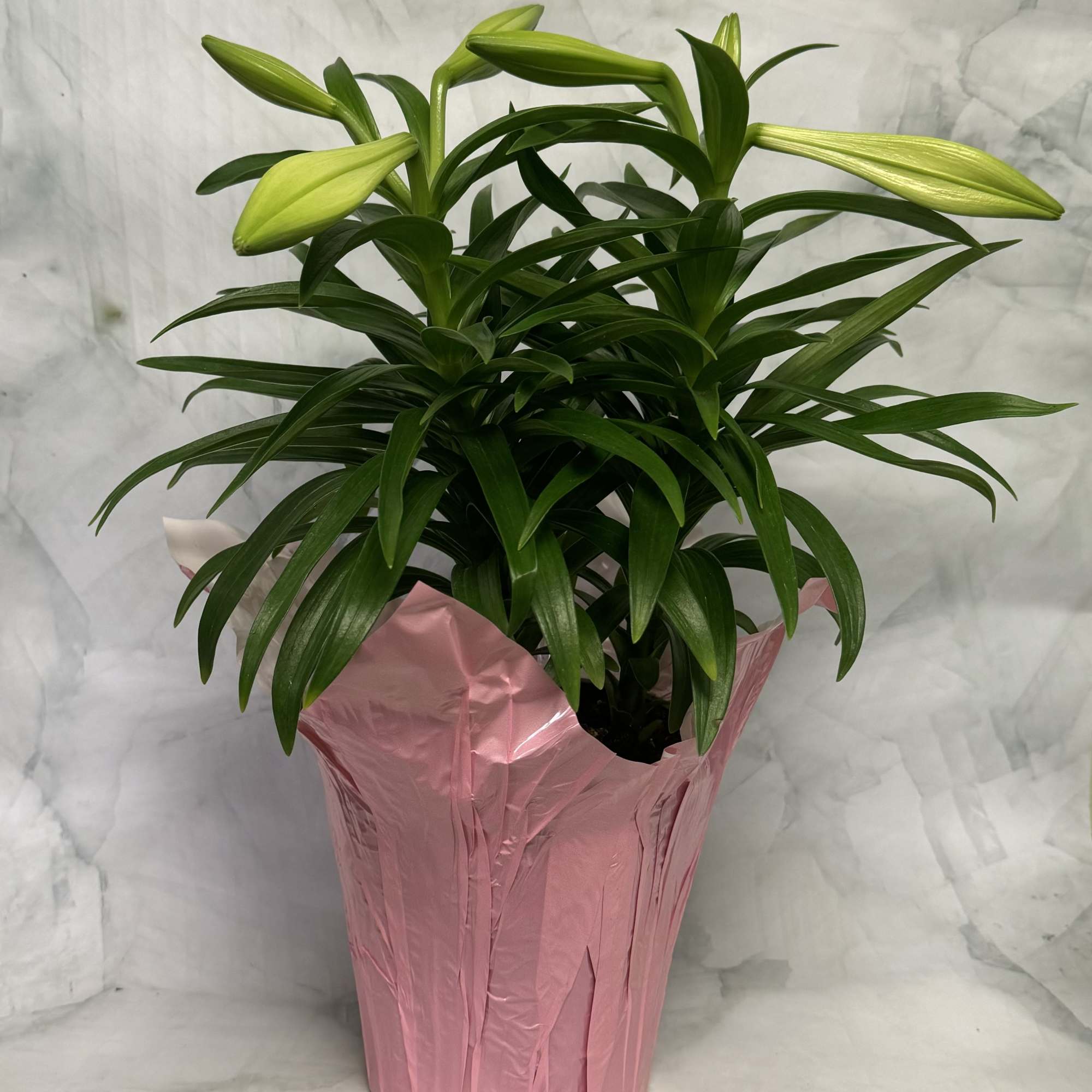 The perfect plant for Easter. Celebrate this wonderful time of year with