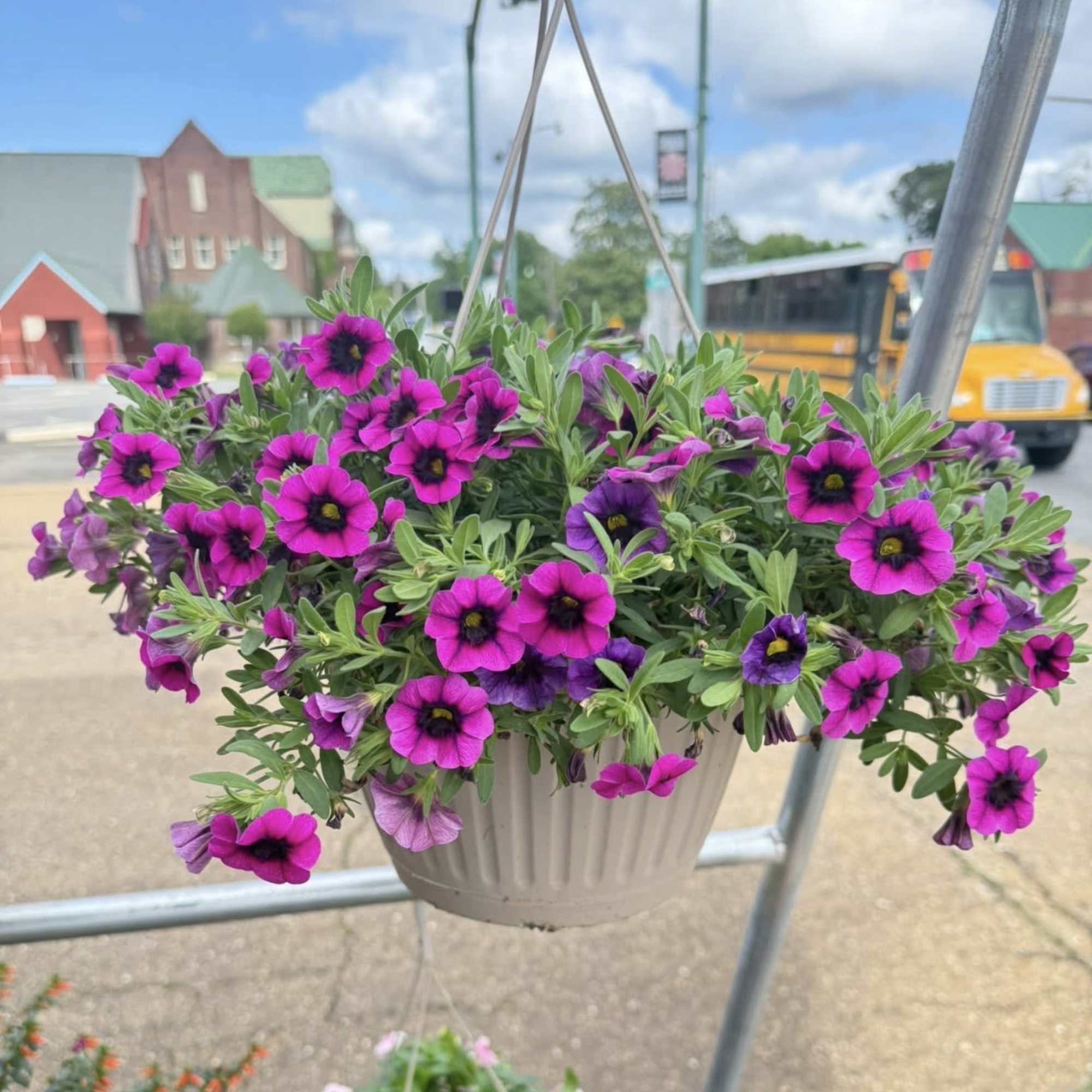 A beautiful hanging basket!