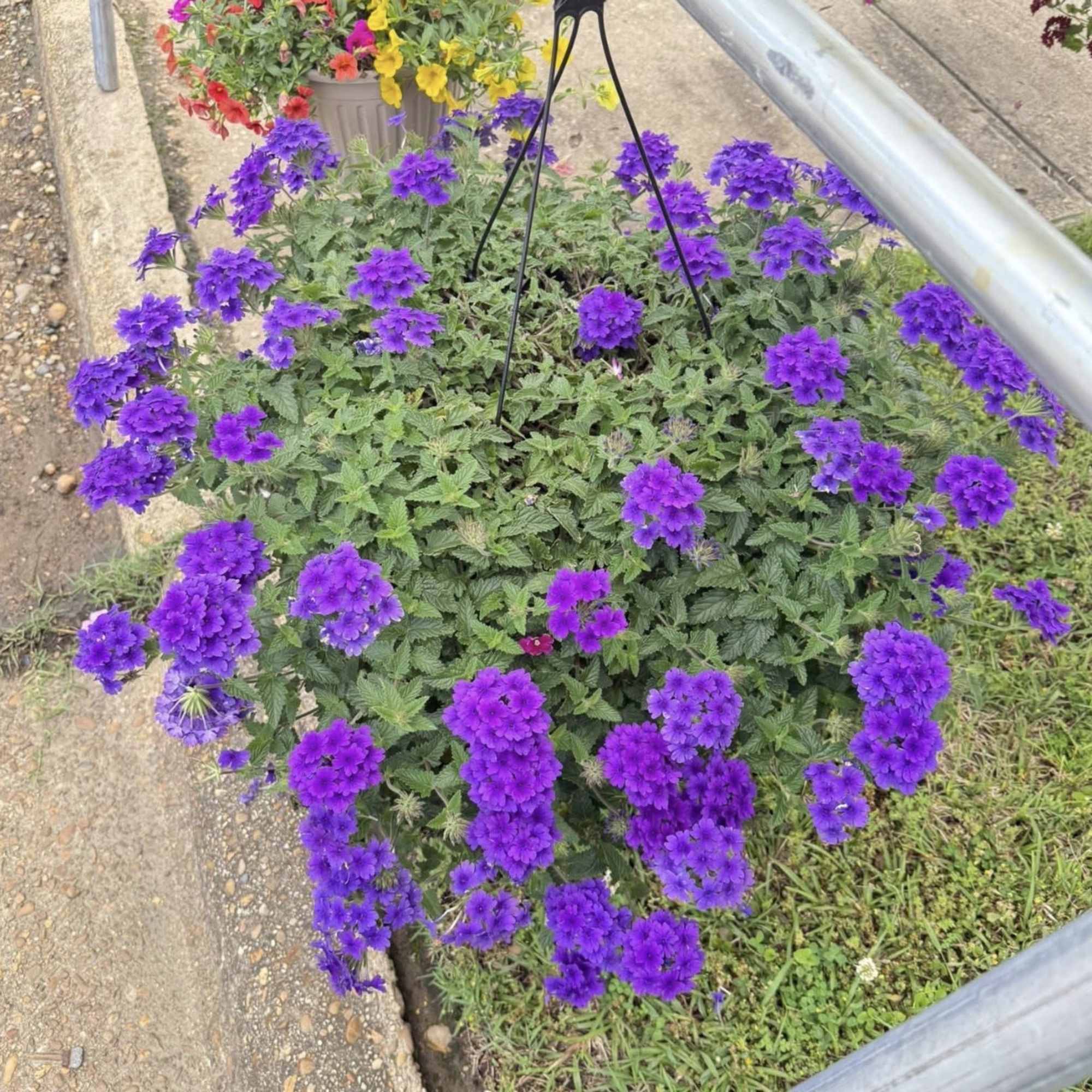 A beautiful hanging basket!