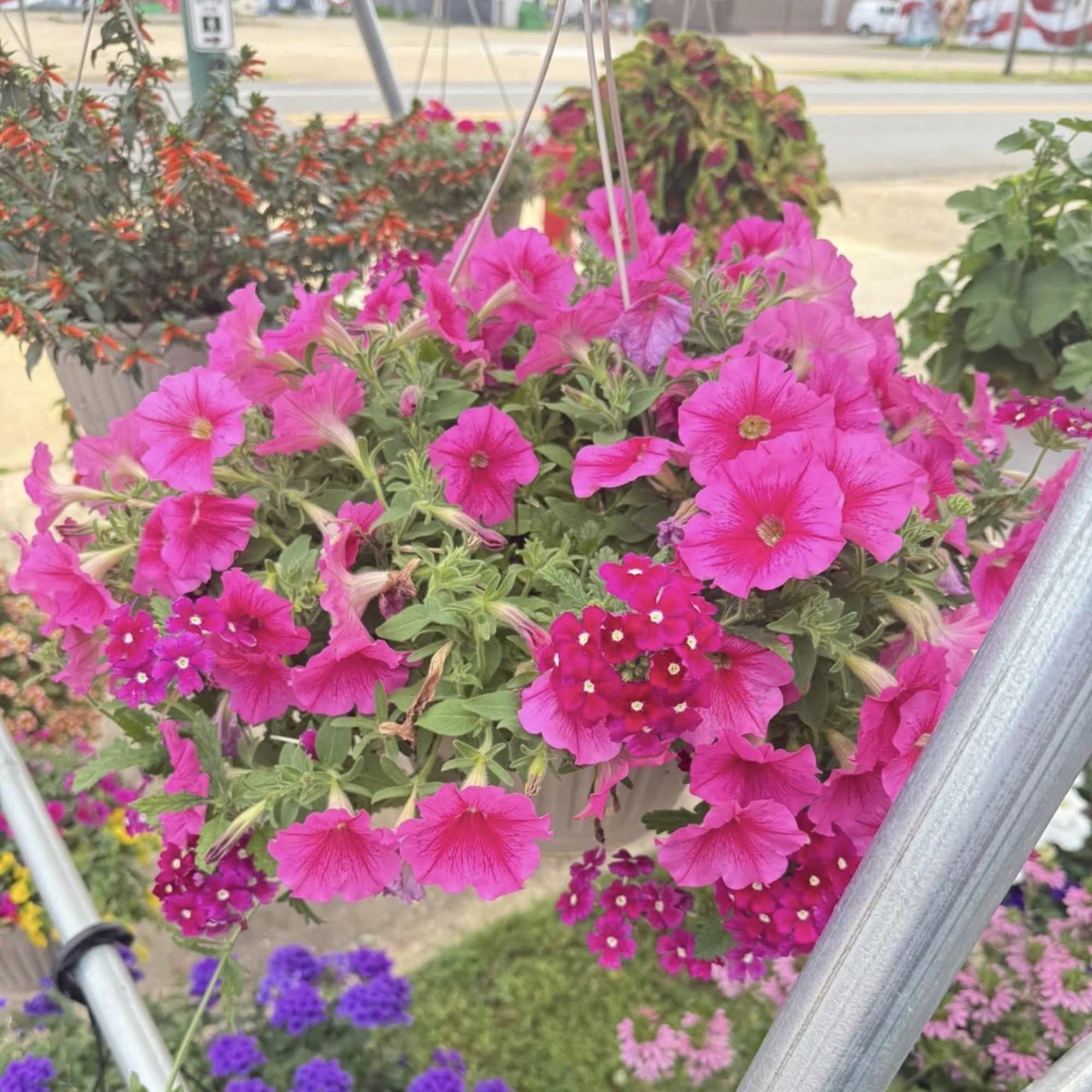 A beautiful hanging basket!