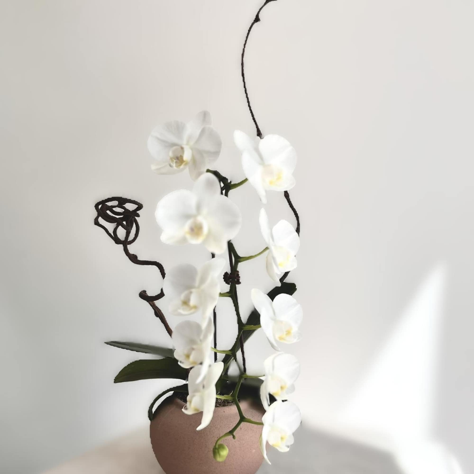 Cascading white Phalaenopsis orchids bring quiet elegance to any room - a