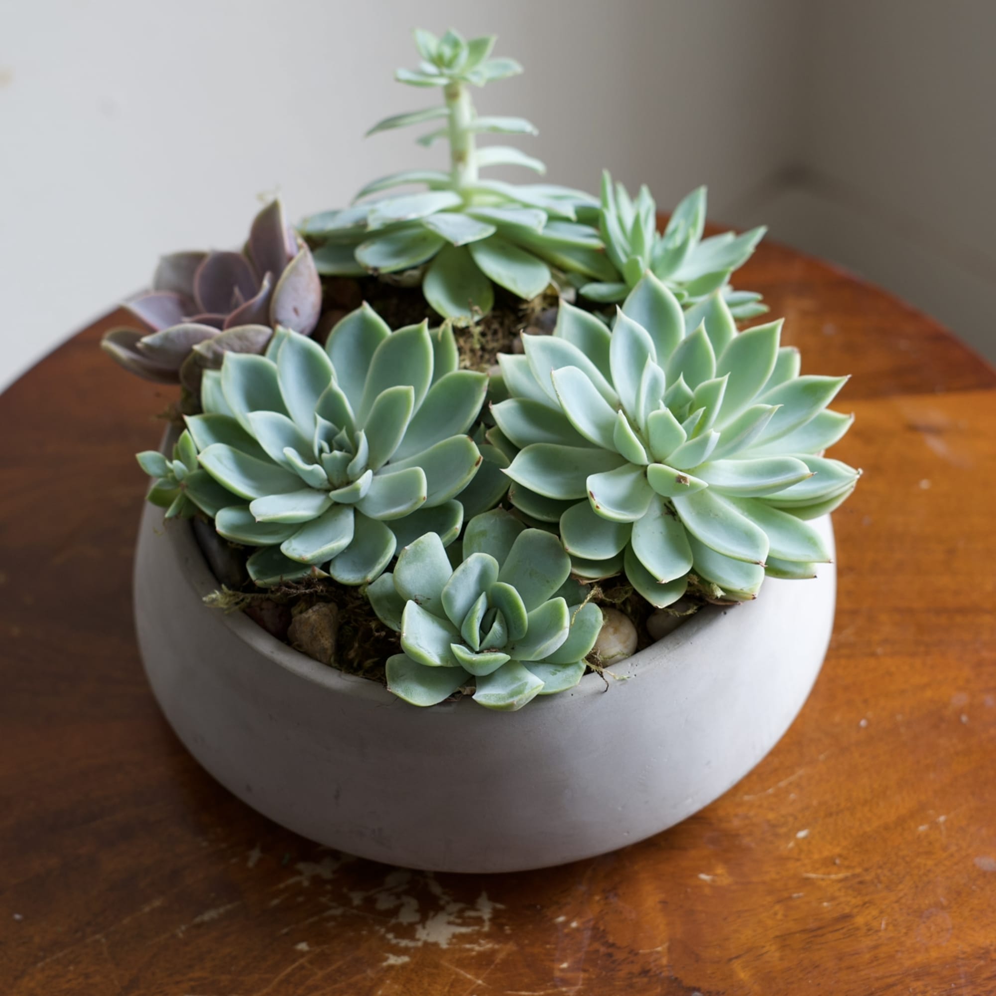 A modern succulent garden filled with rich textures and easy-care plants&mdash;perfect for