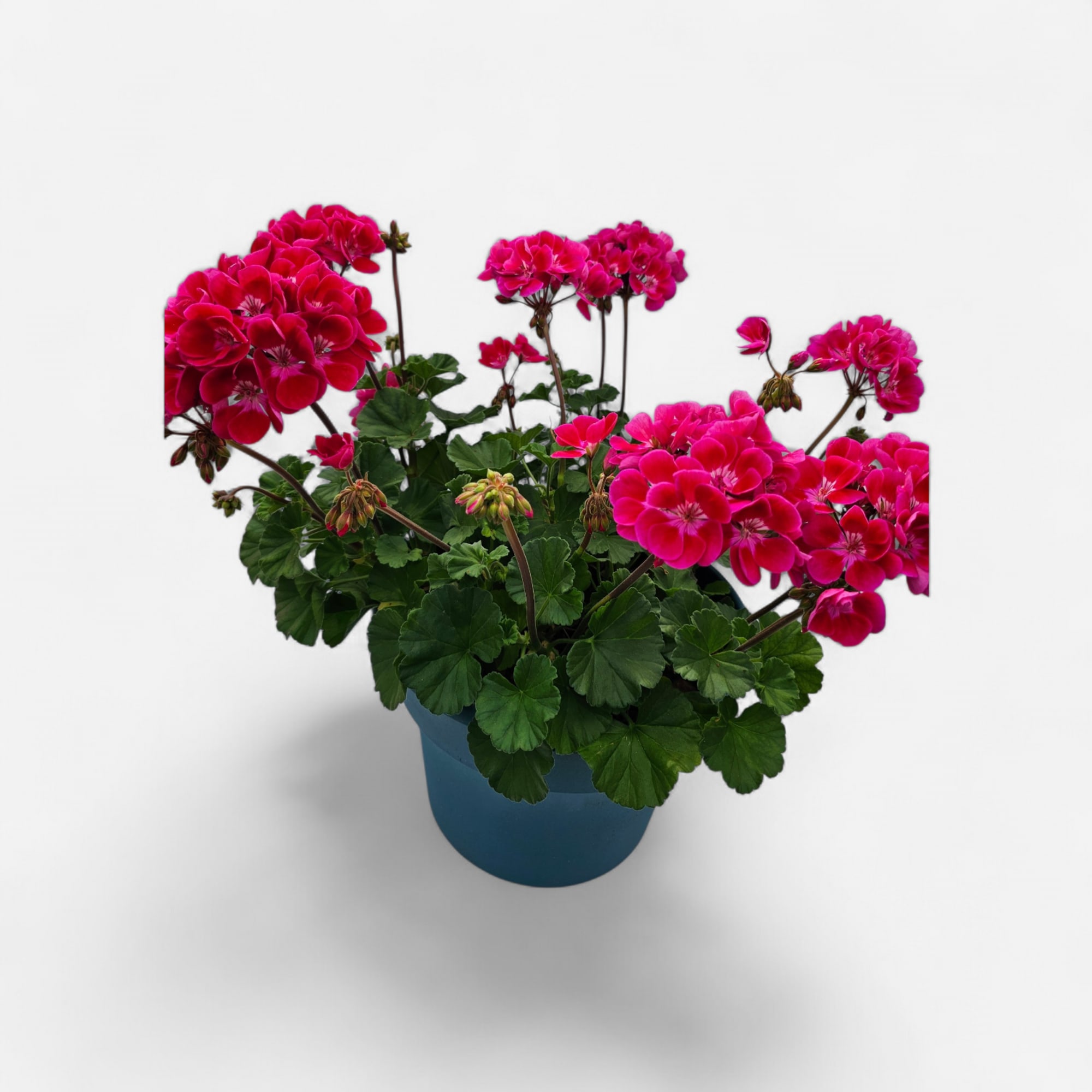 A lush potted flowering plant that brings the feel of a summer