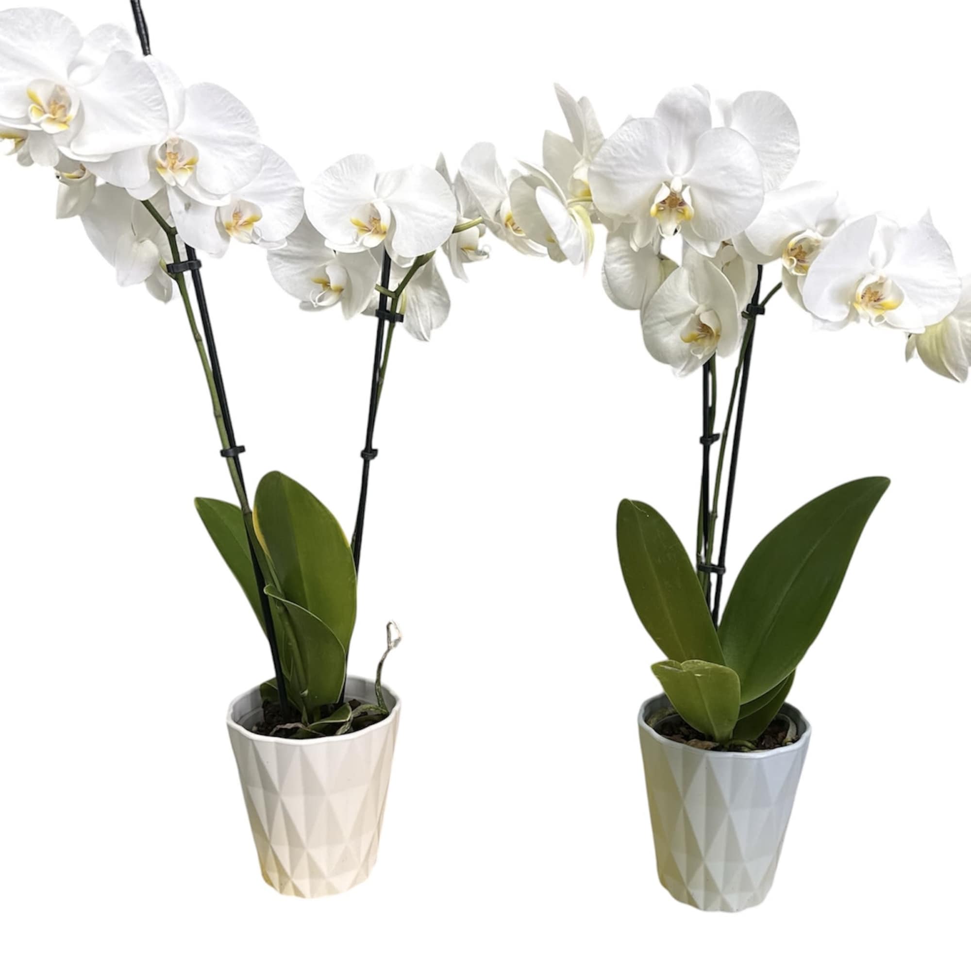 One orchid plant in a floral gift bag, bow, and ribbon